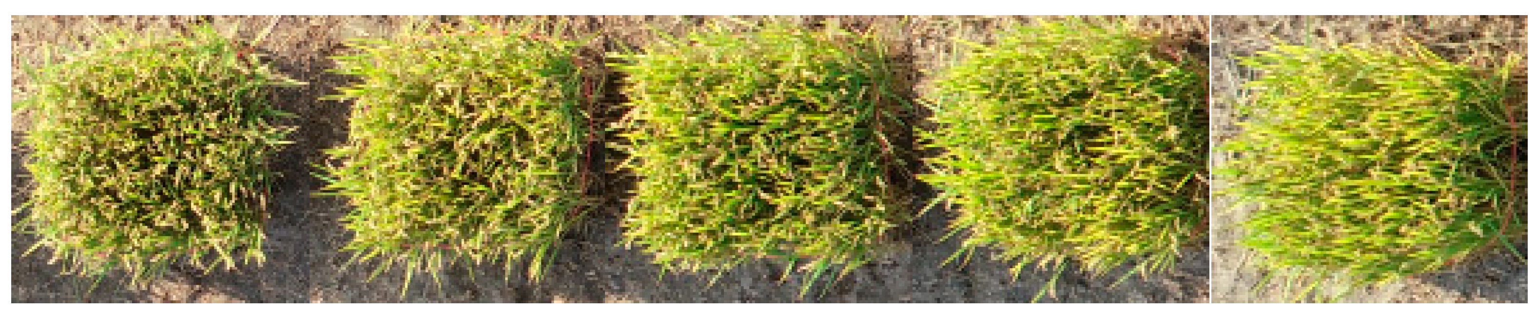 Agronomy 12 00836 g004