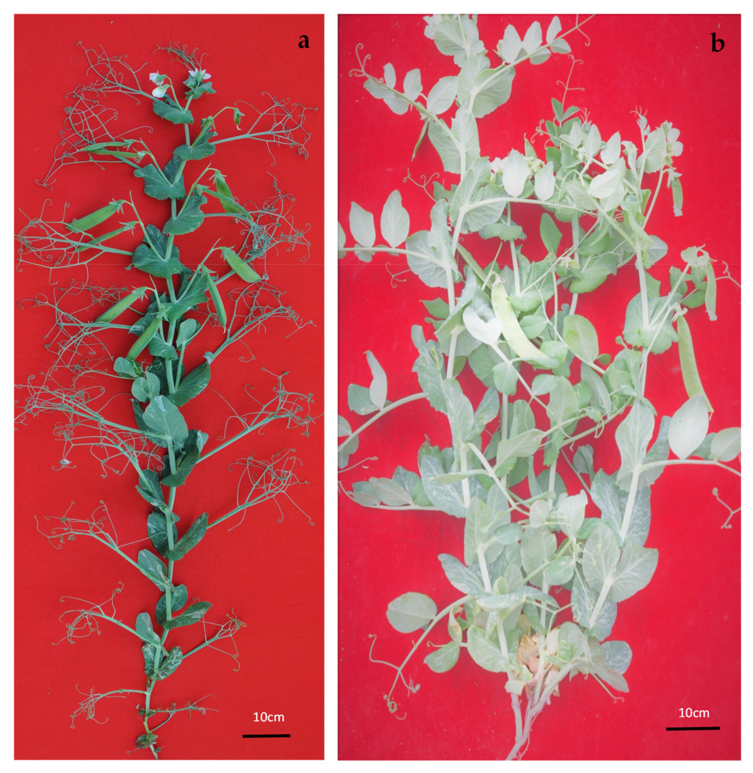 Agronomy 12 00850 g001