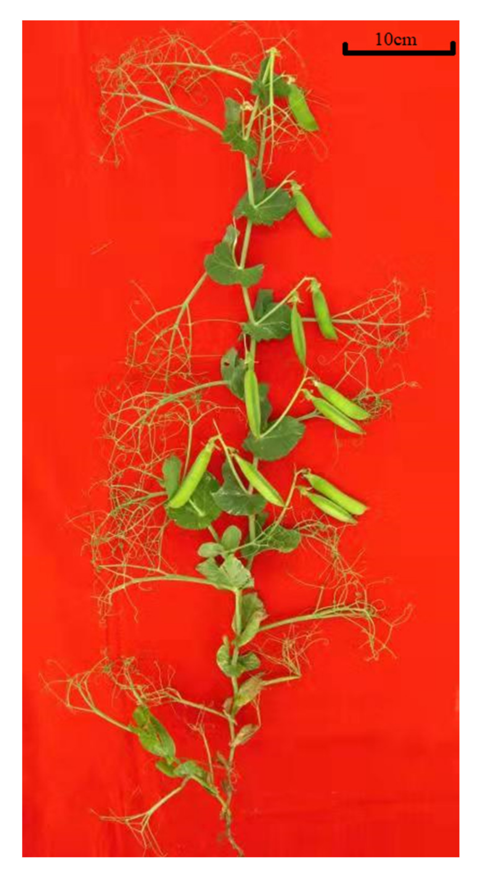 Agronomy 12 00850 g003