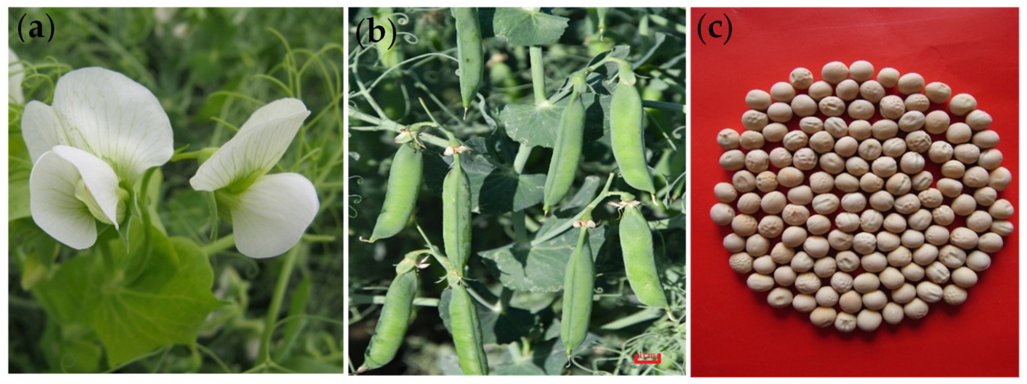 Agronomy 12 00850 g004