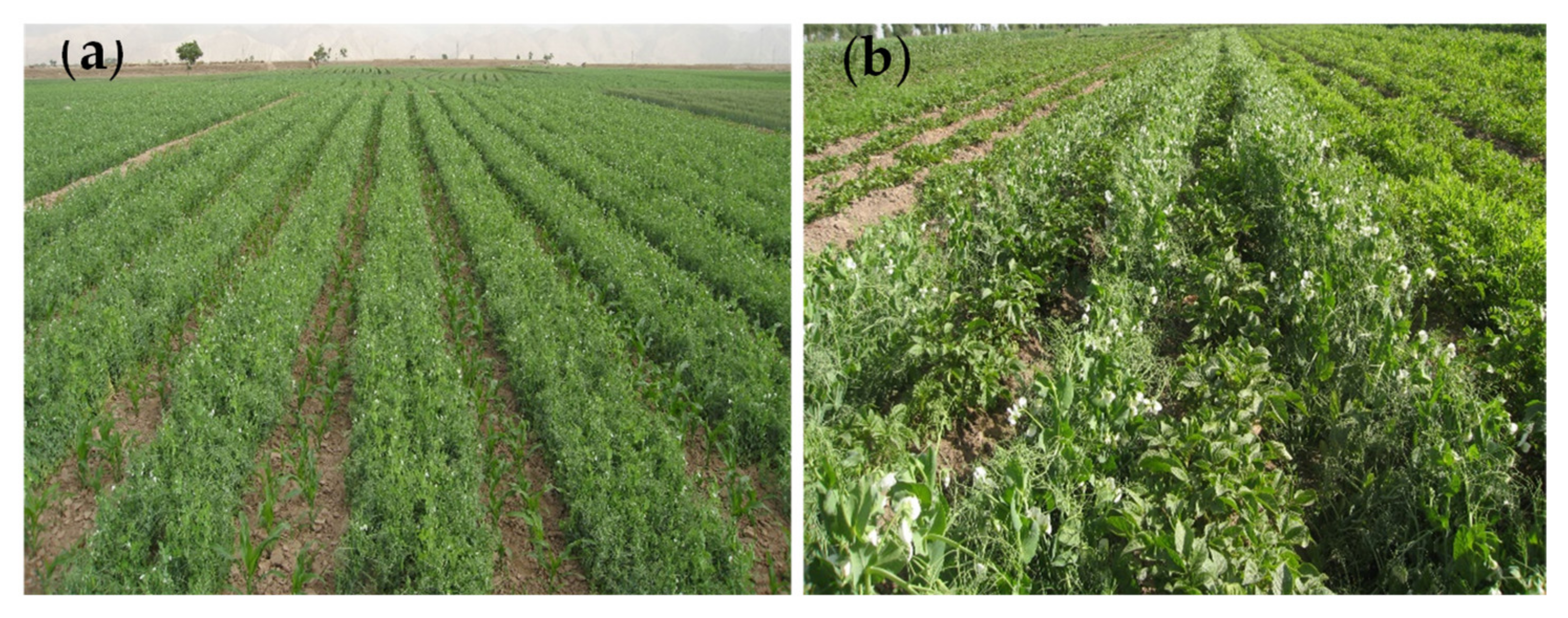 Agronomy 12 00850 g007