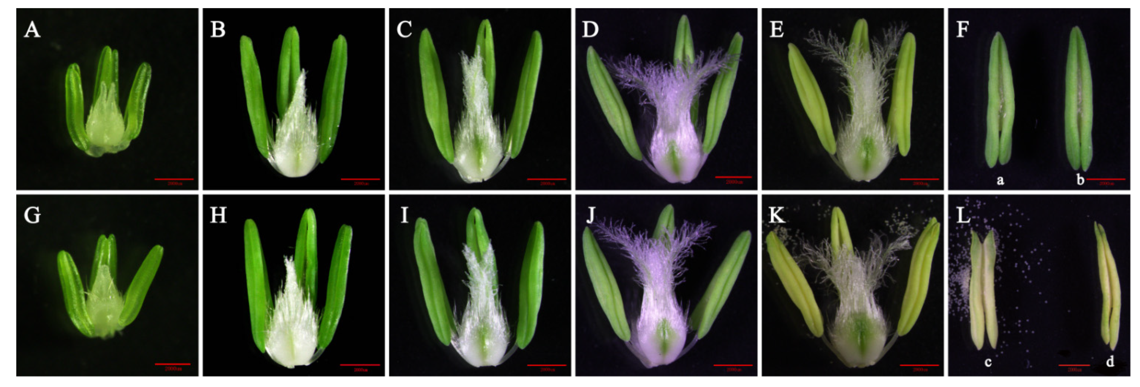 Agronomy 12 00851 g001