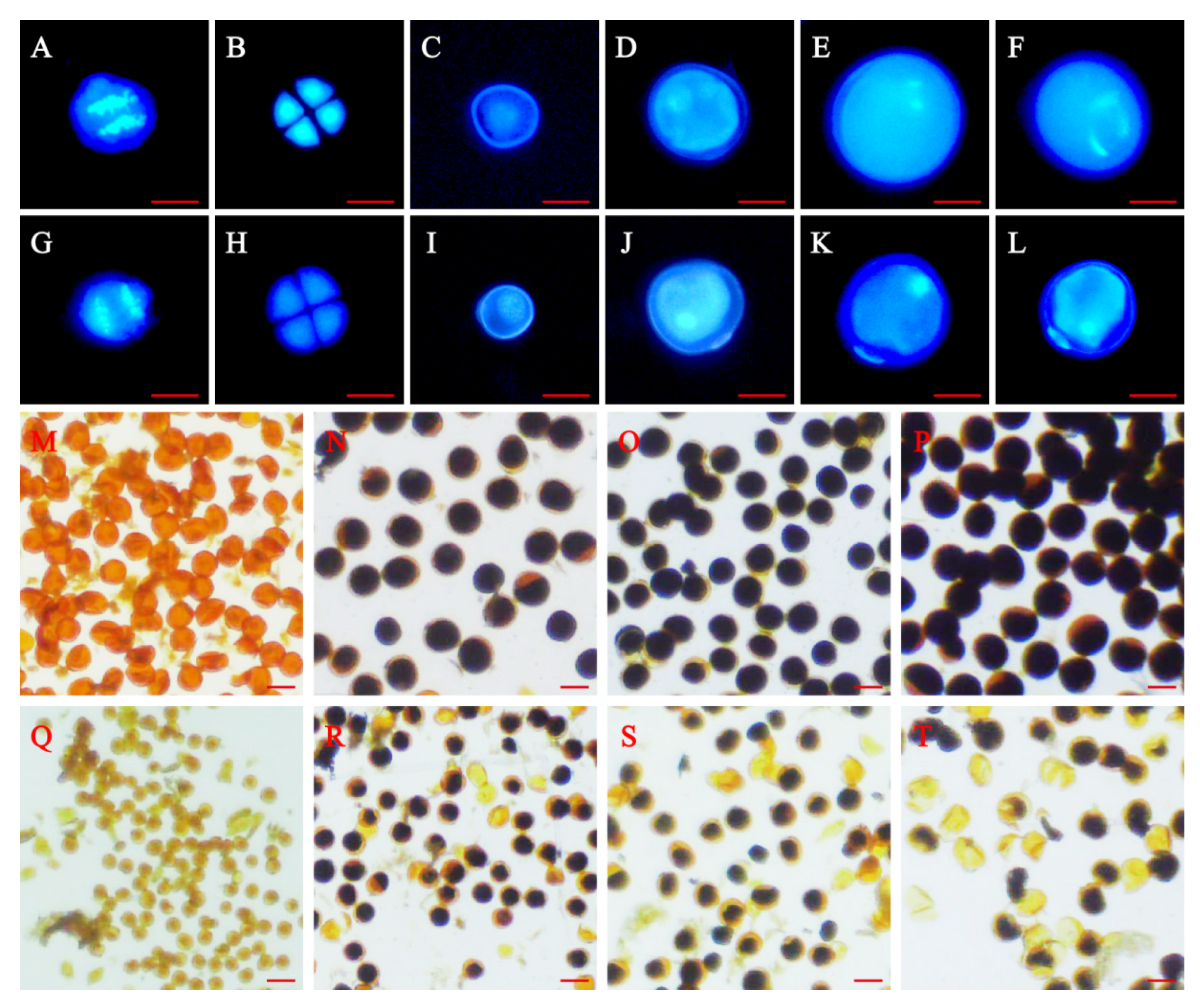 Agronomy 12 00851 g002