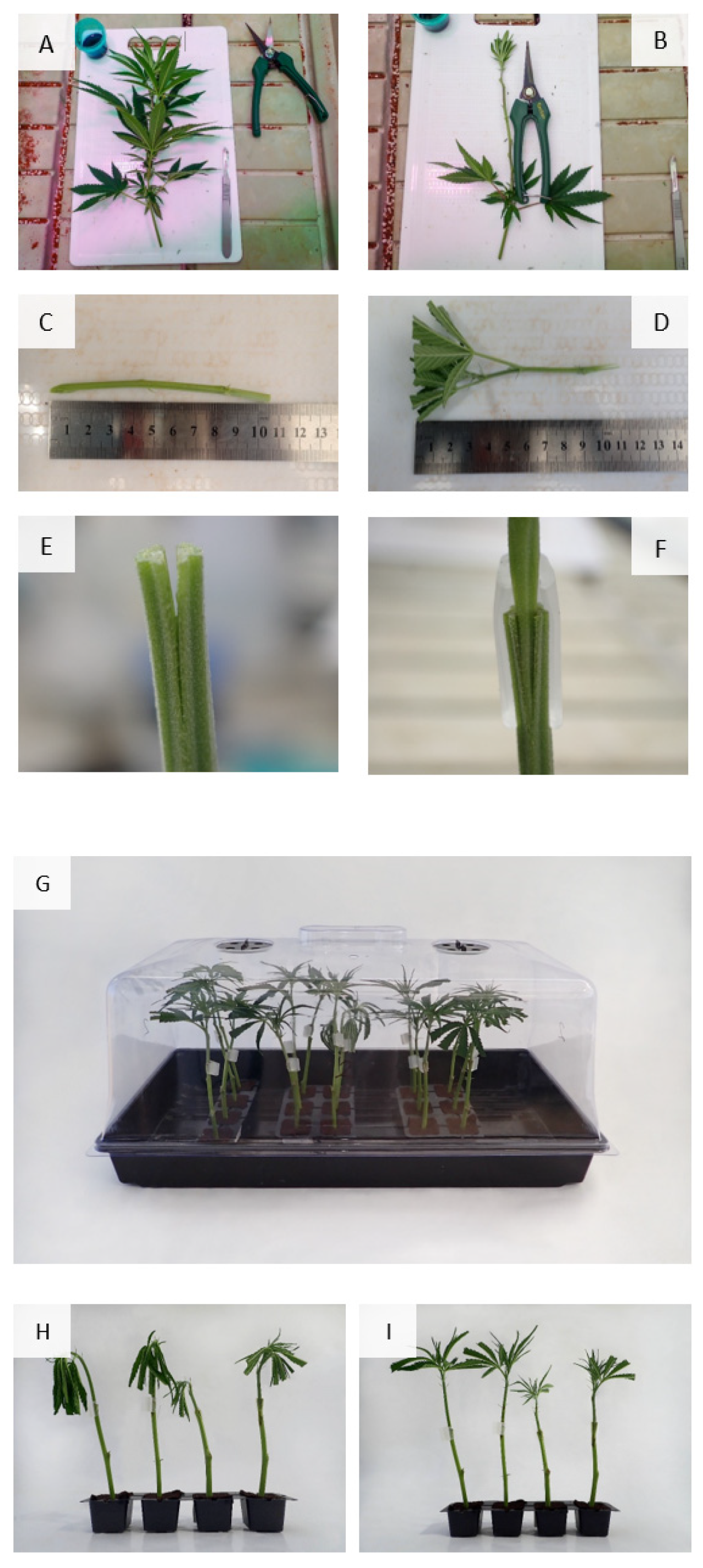 Agronomy 12 00852 g001 550