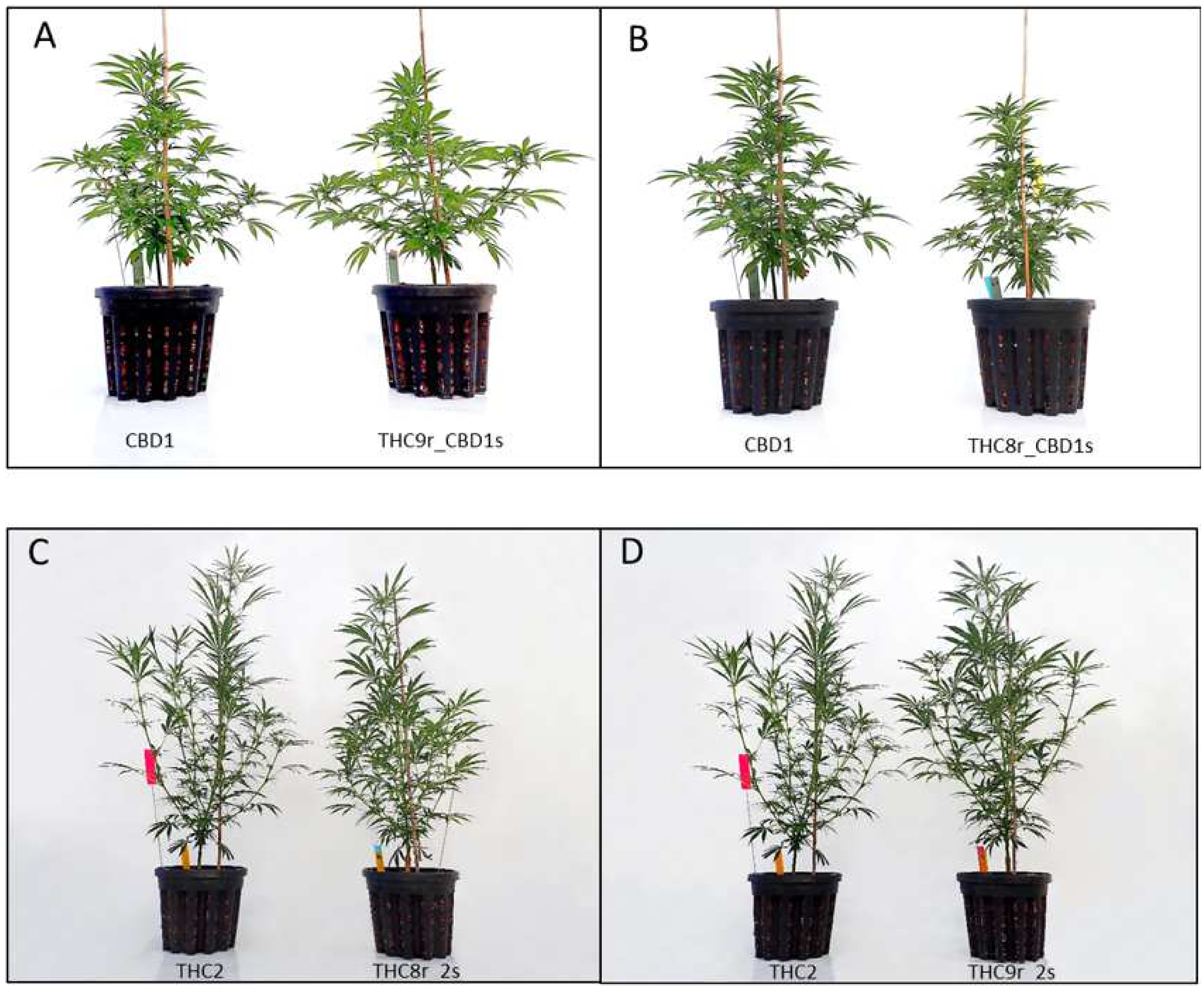 Agronomy 12 00852 g004 550