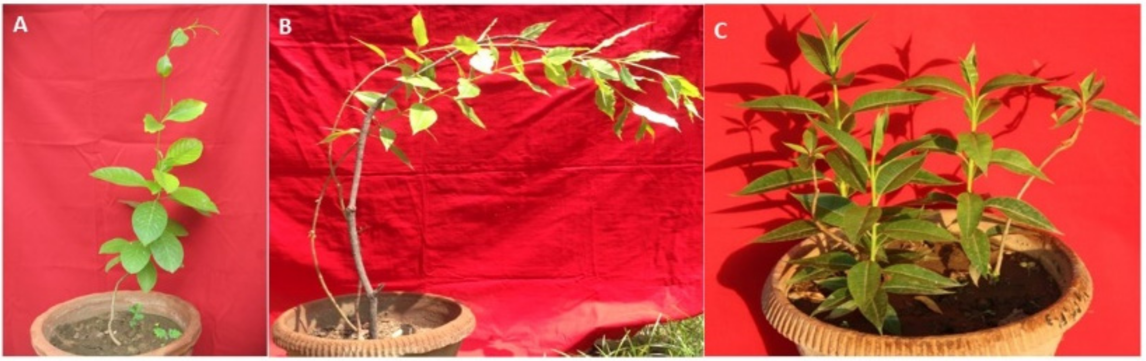 Agronomy 12 00855 g003 550