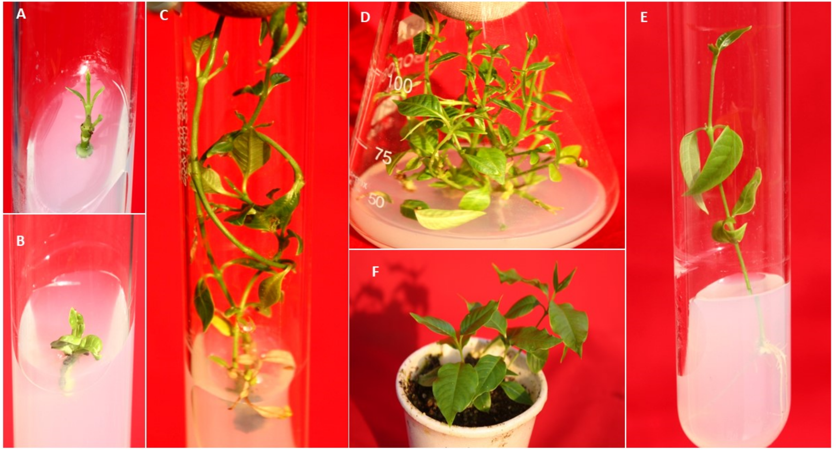 Agronomy 12 00855 g004 550
