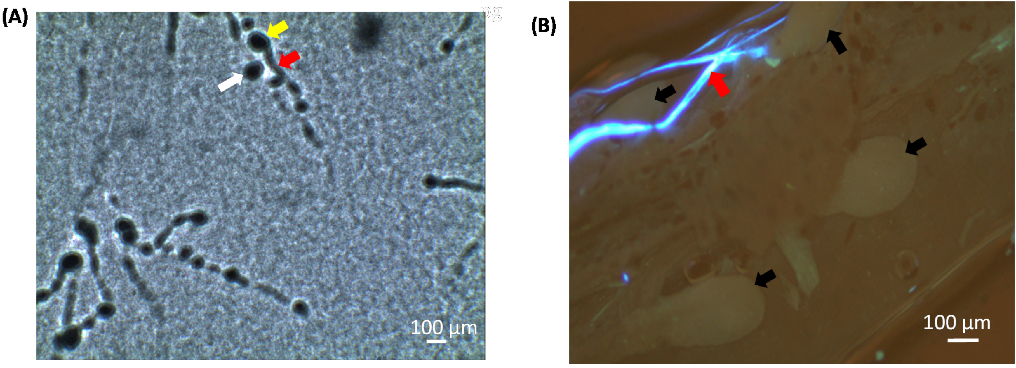 Agronomy 12 00872 g002