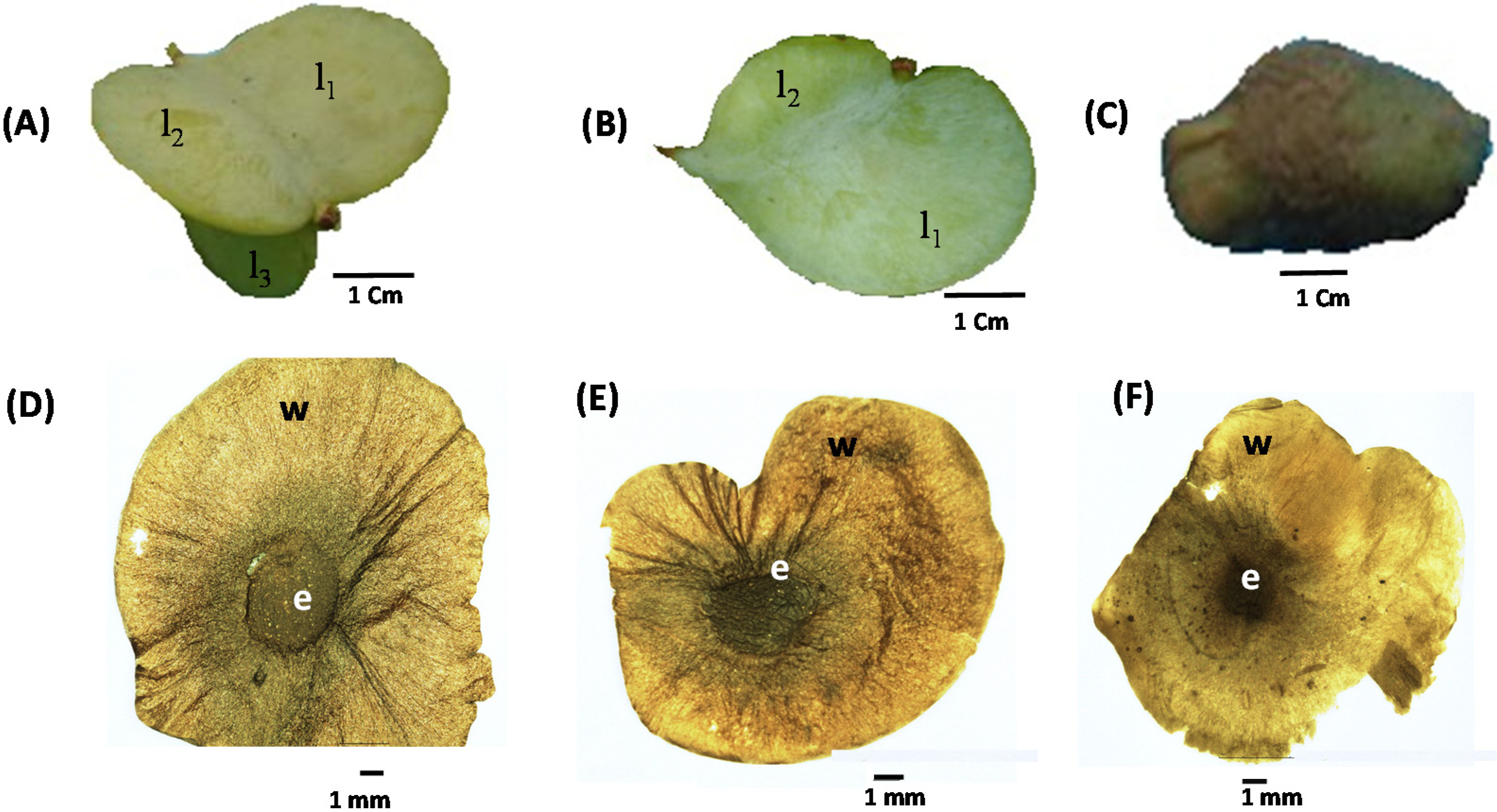 Agronomy 12 00872 g006