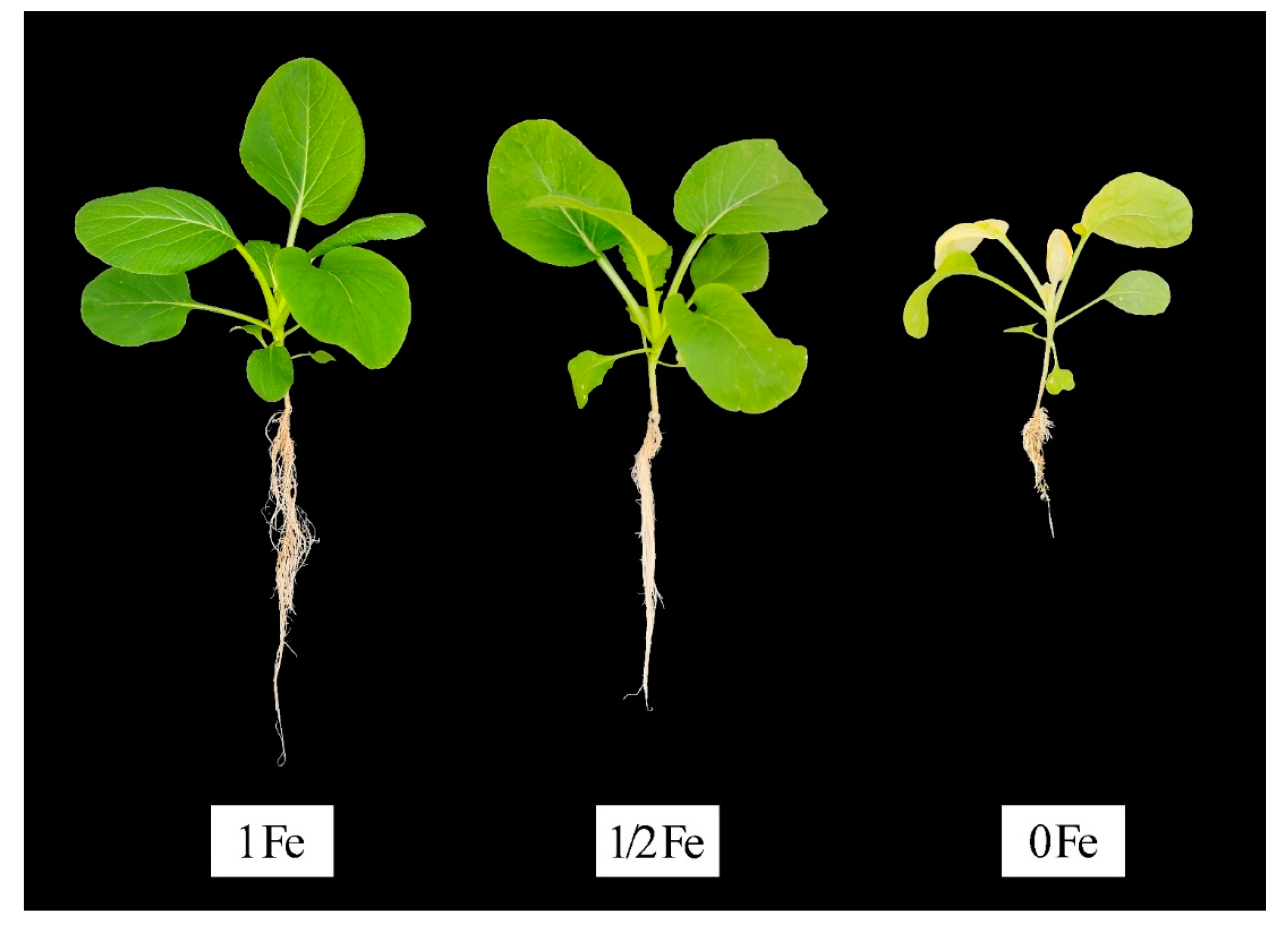 Agronomy 12 00875 g001