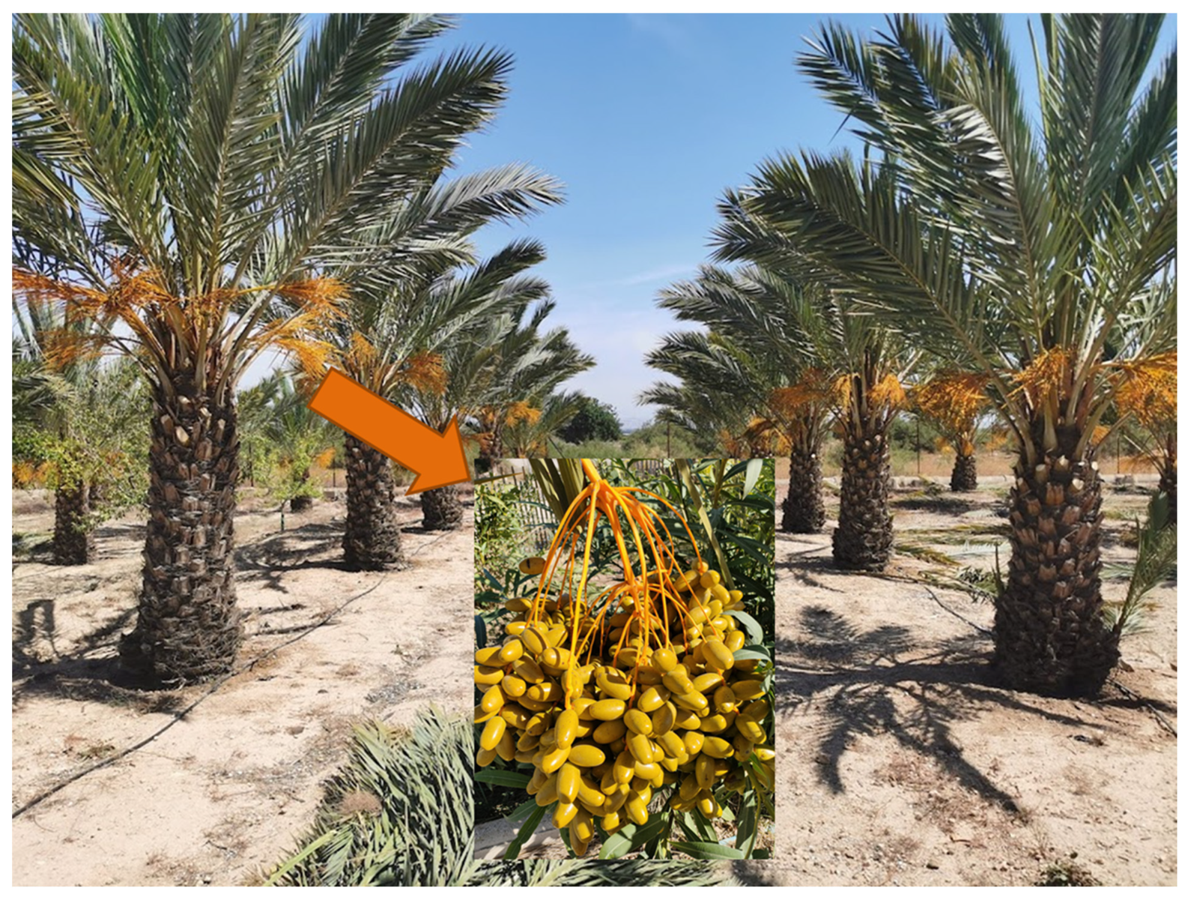Phoenix Dactylifera seeds 5 FRESH Date Palm Origin North Africa 