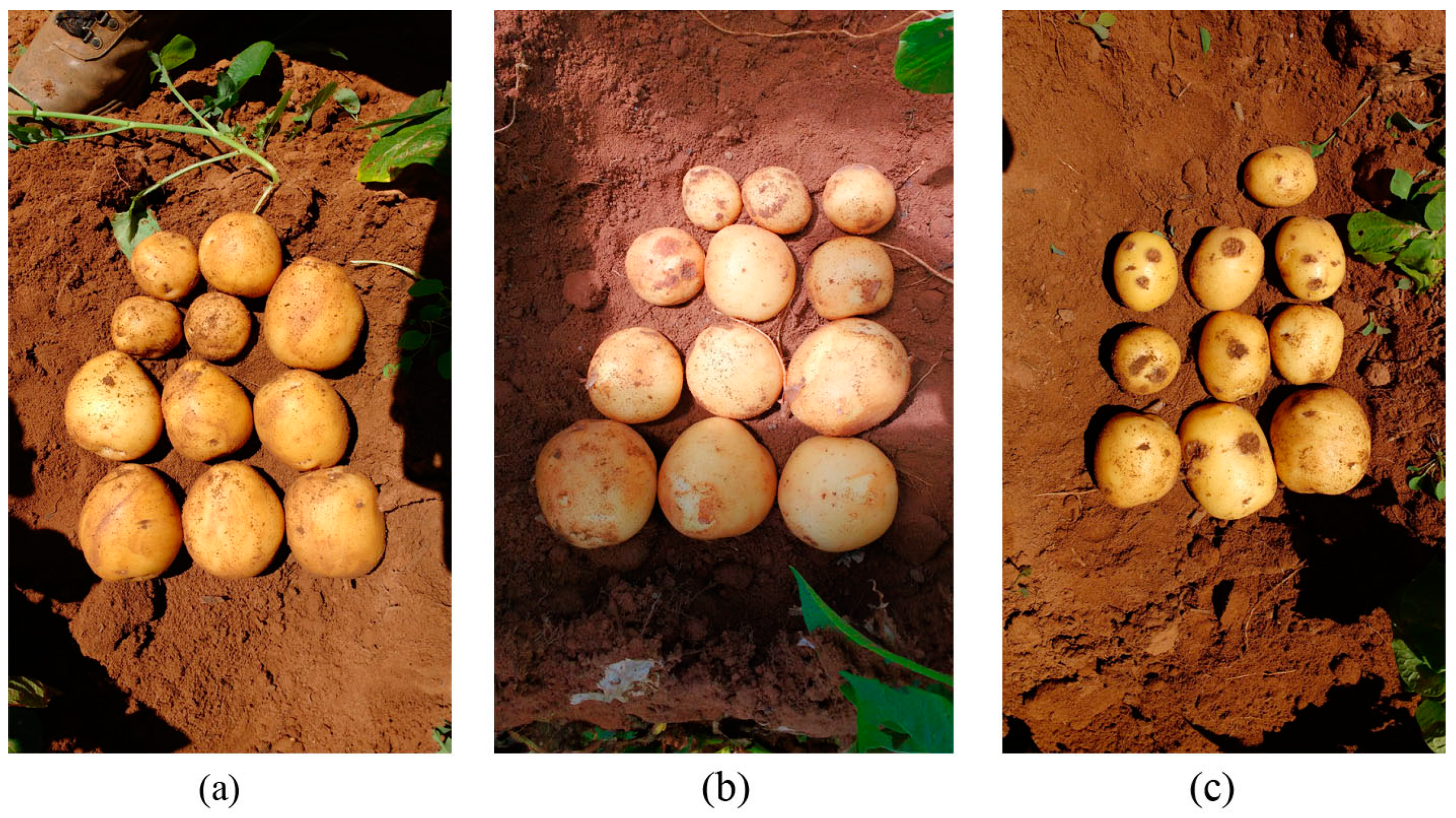 Agronomy 12 00904 g002