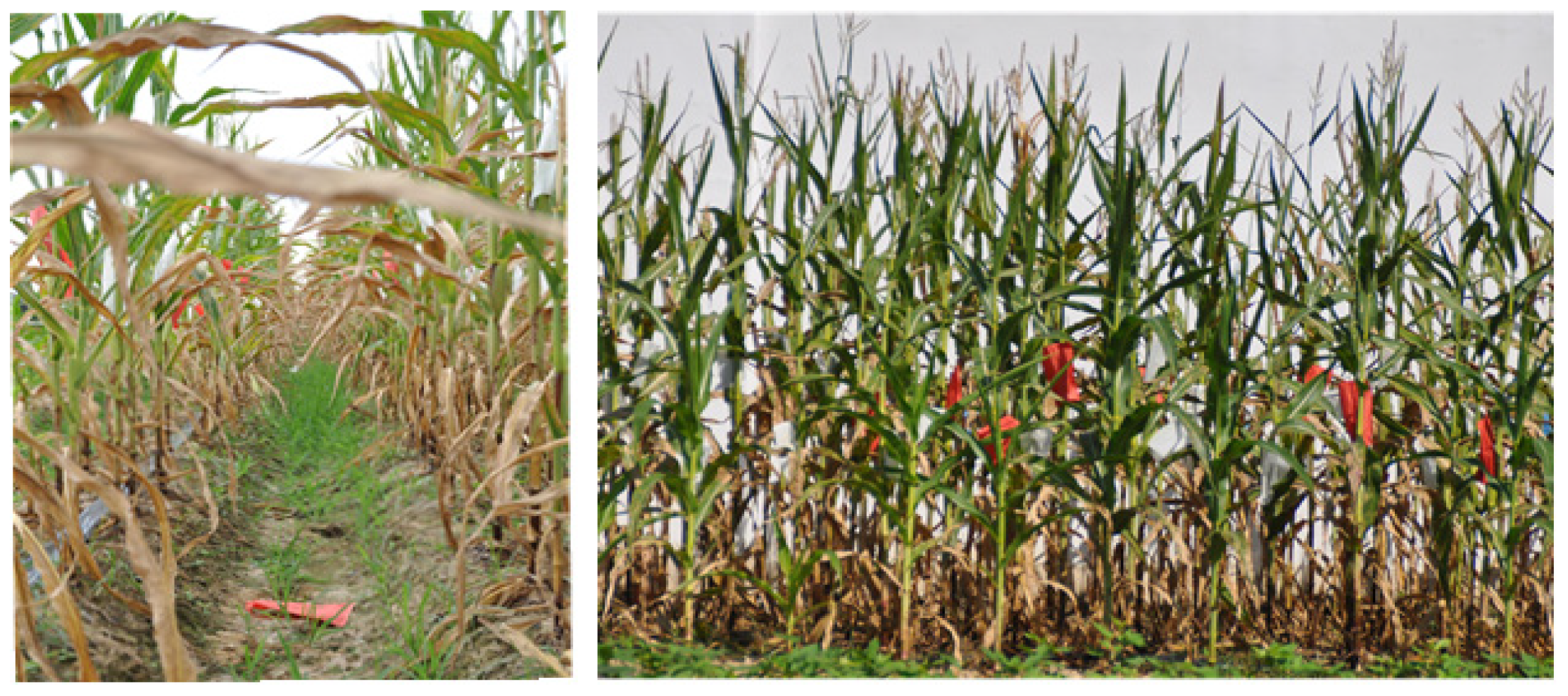 Agronomy 12 00906 g001