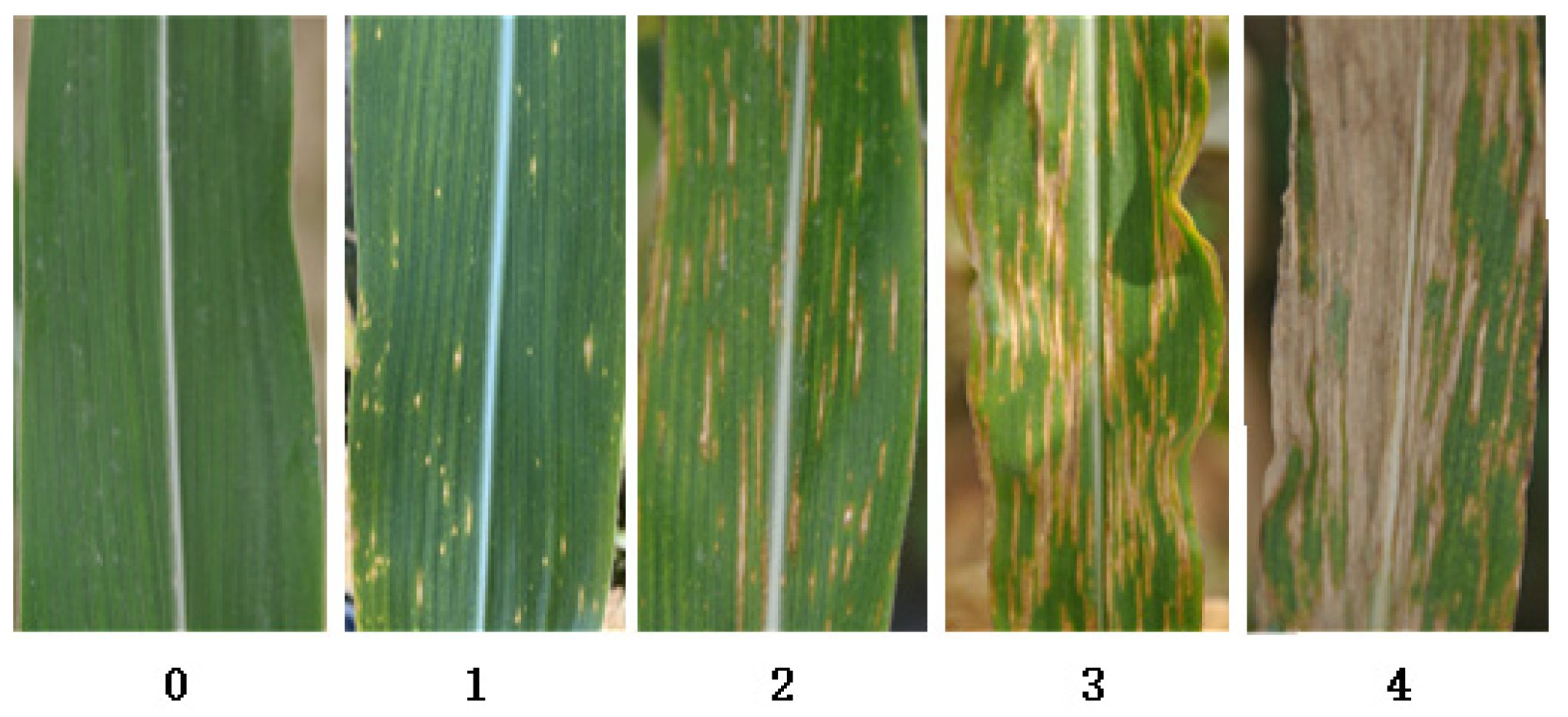 Agronomy 12 00906 g002