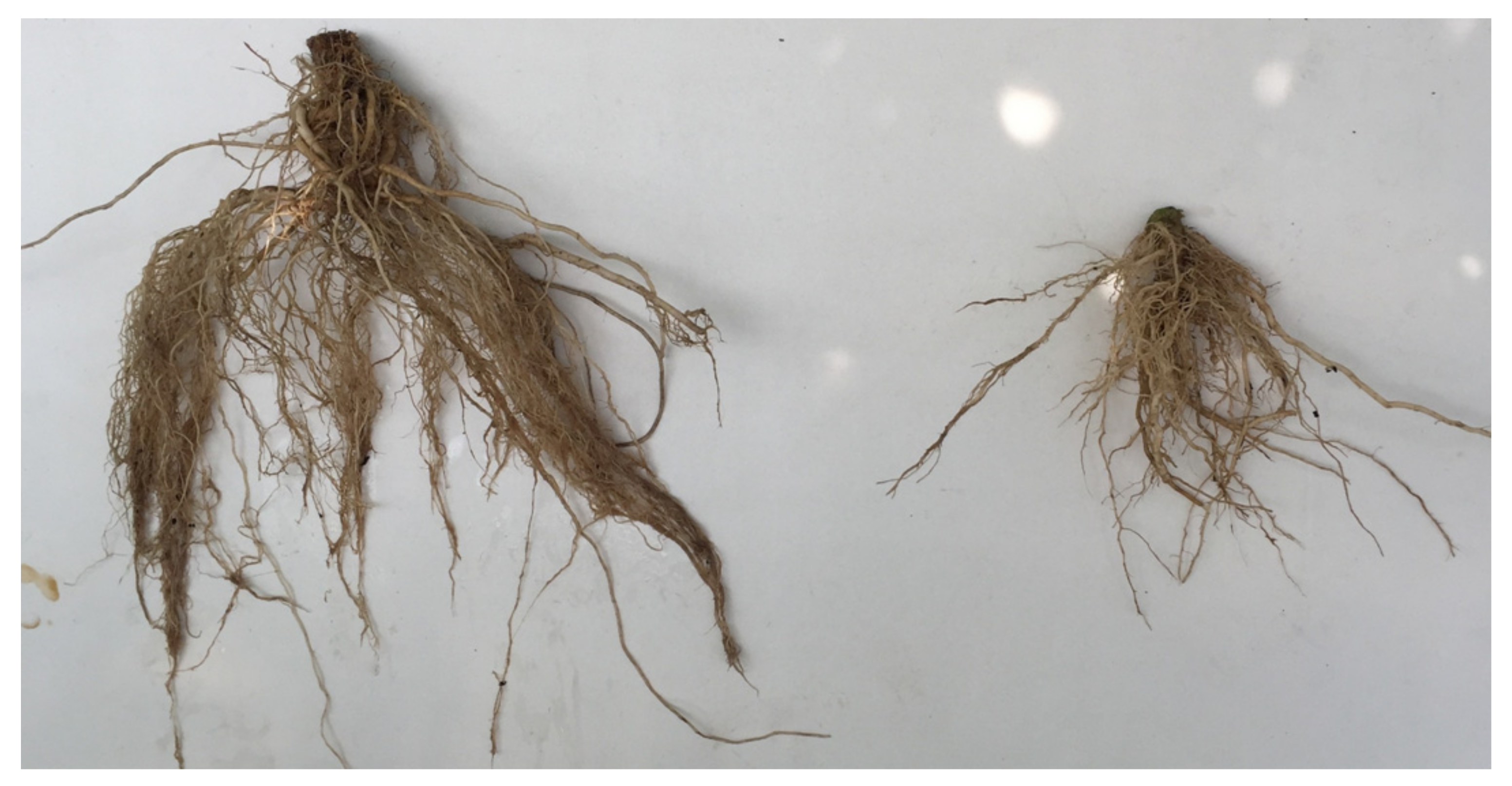 Agronomy 12 00923 g002 Agronomy 12 00923 g002