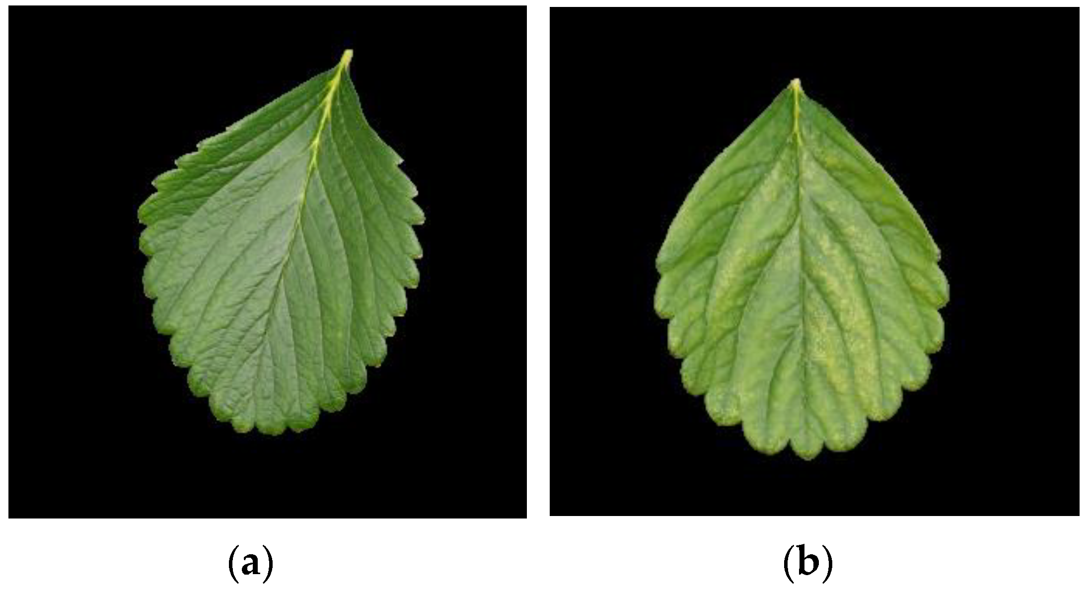 Agronomy 12 00981 g004 550