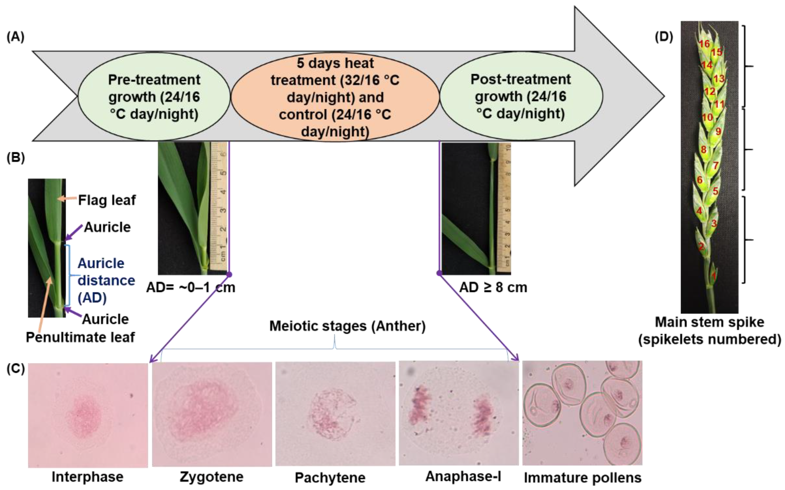 Agronomy 12 00987 g001