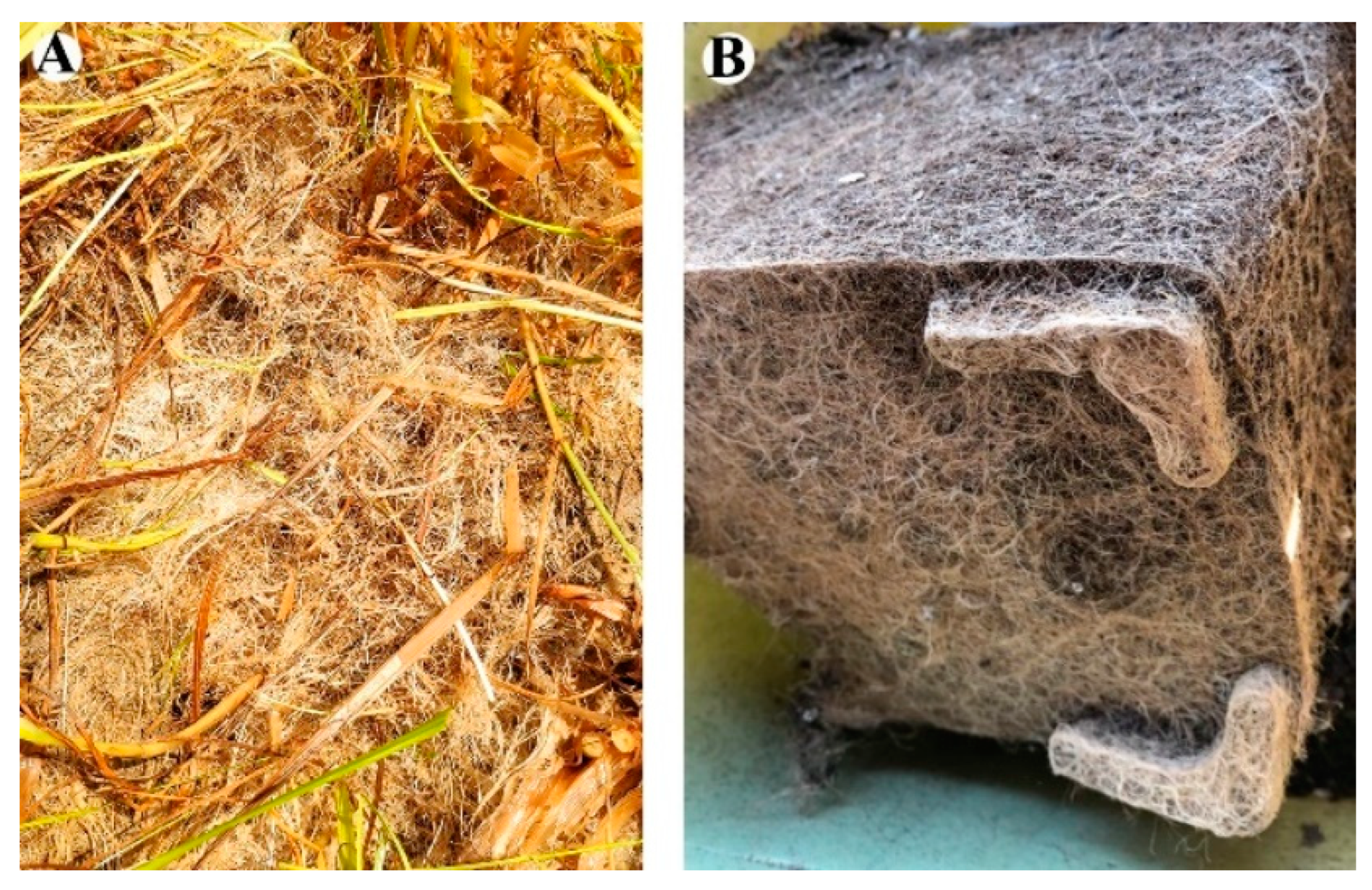 Agronomy 12 00999 g005 Agronomy 12 00999 g005