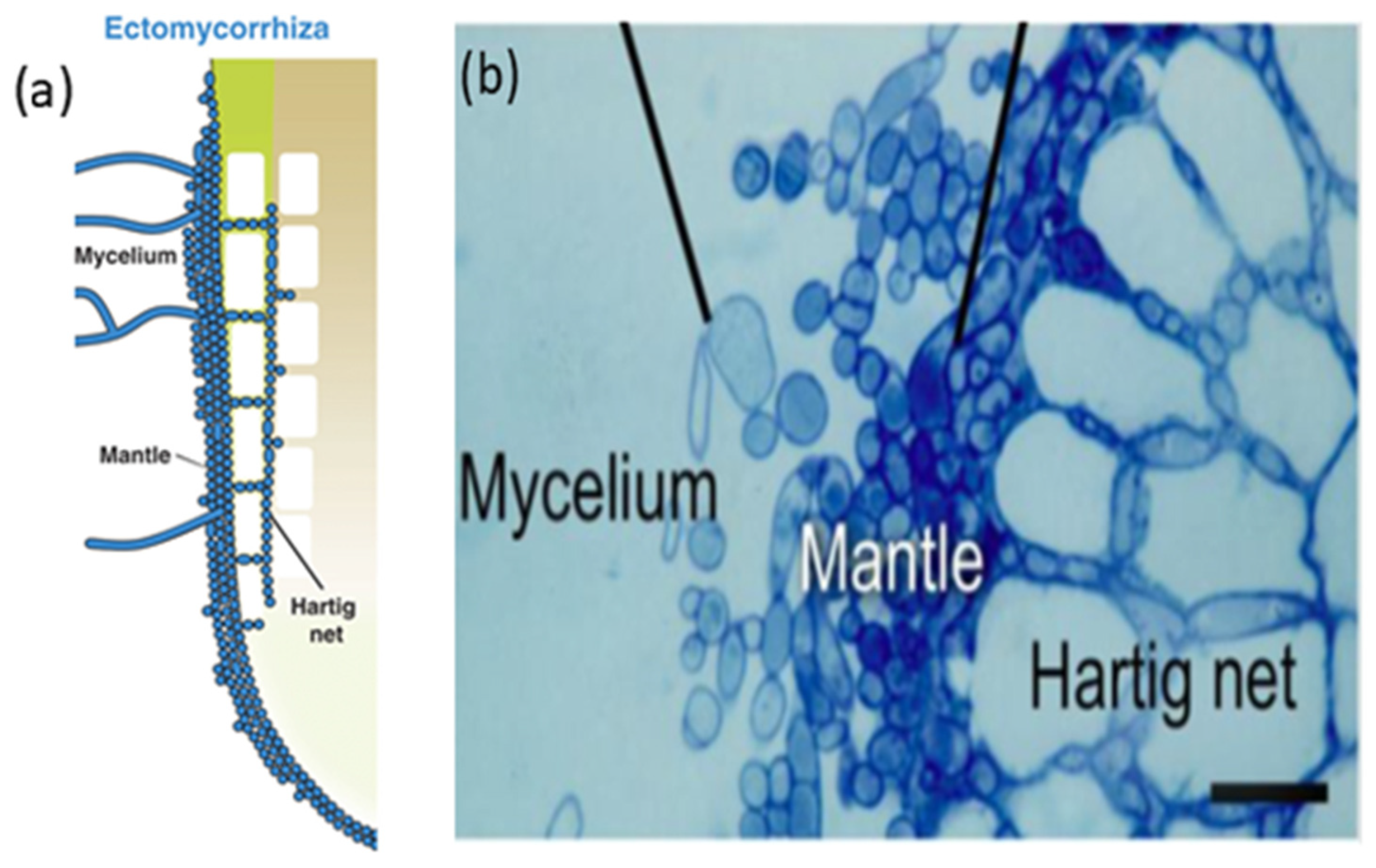 Agronomy 12 01041 g001