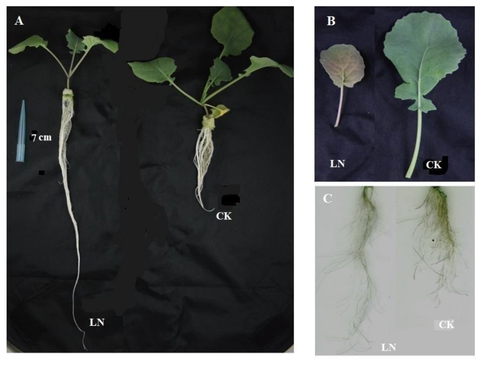 Agronomy 12 01044 g001