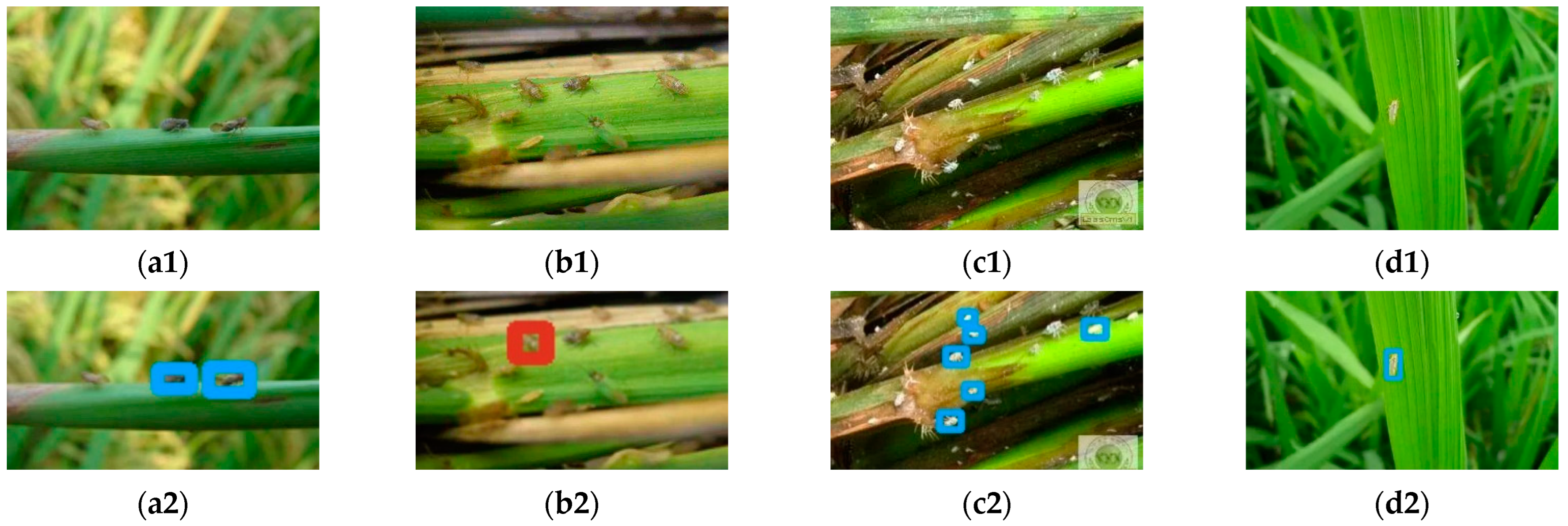 Agronomy 12 01046 g005