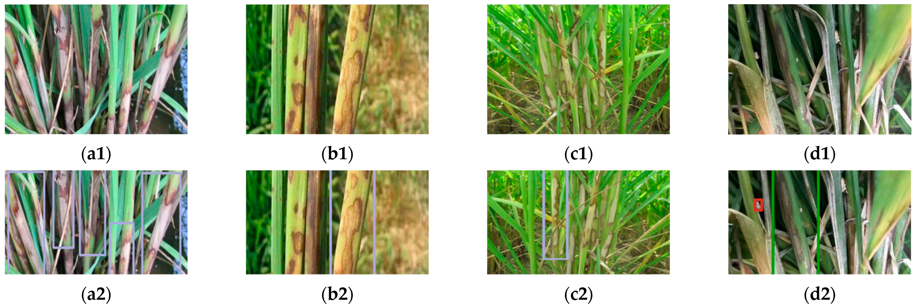 Agronomy 12 01046 g007
