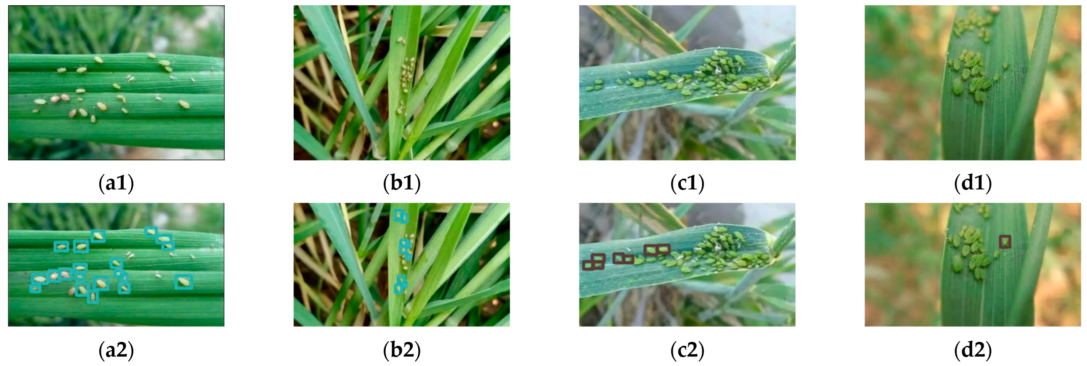 Agronomy 12 01046 g009