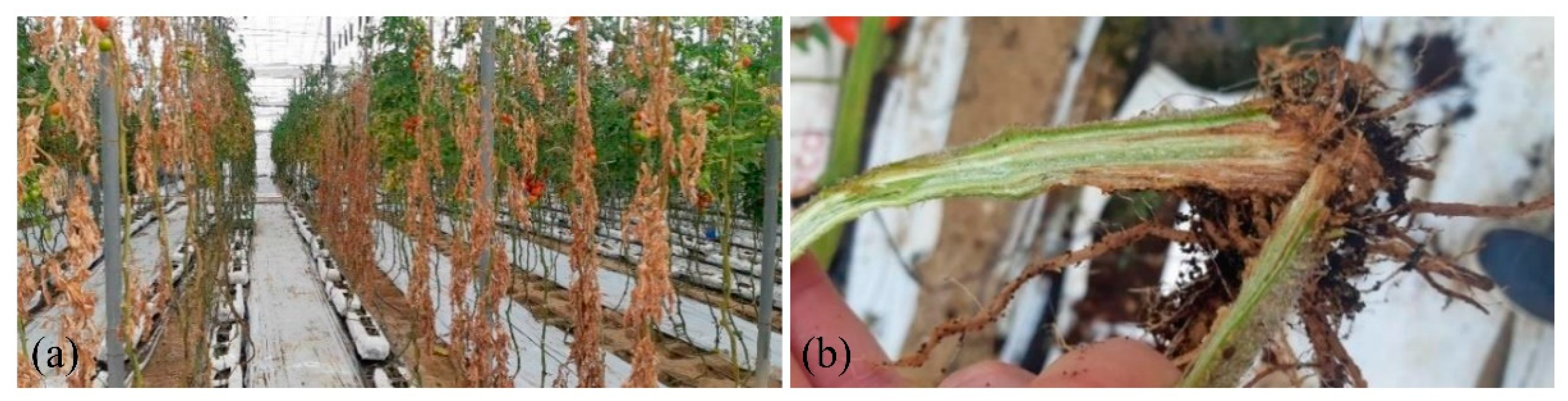 Agronomy 12 01050 g005