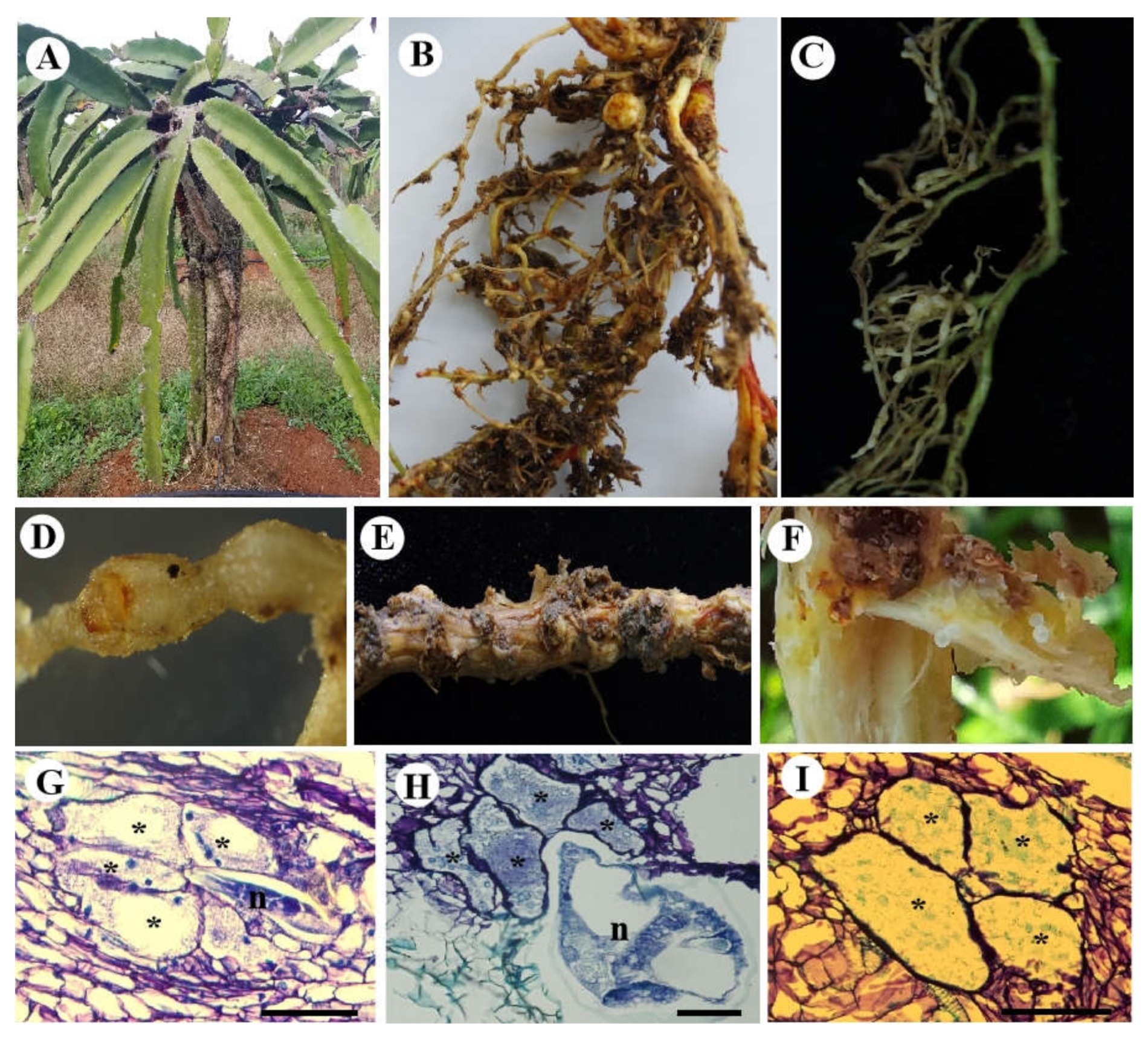 Agronomy 12 01064 g001 550