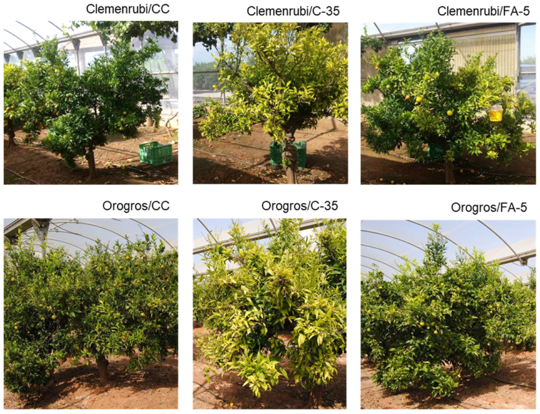 Agronomy 12 01072 g001 550