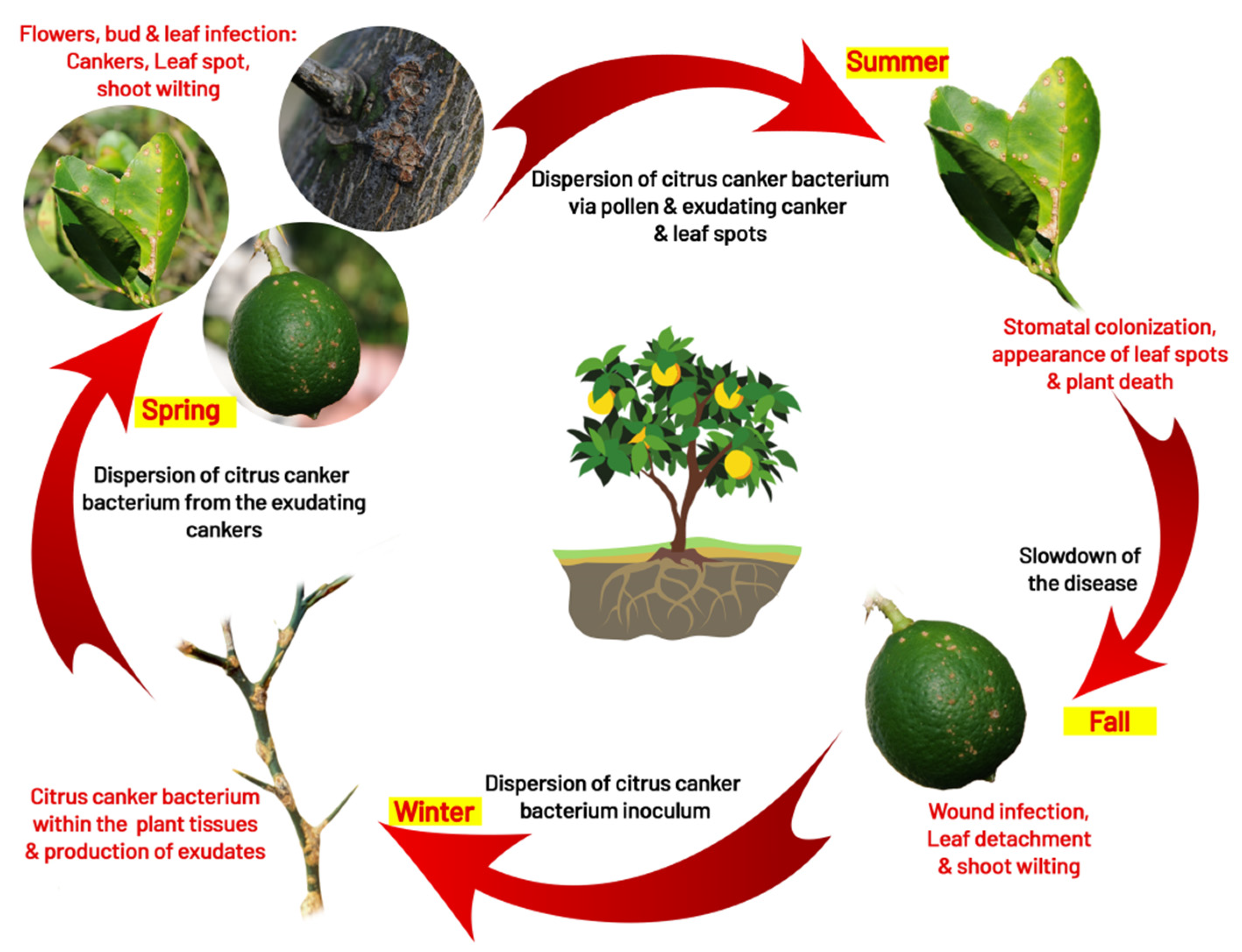 Agronomy 12 01075 g003 550
