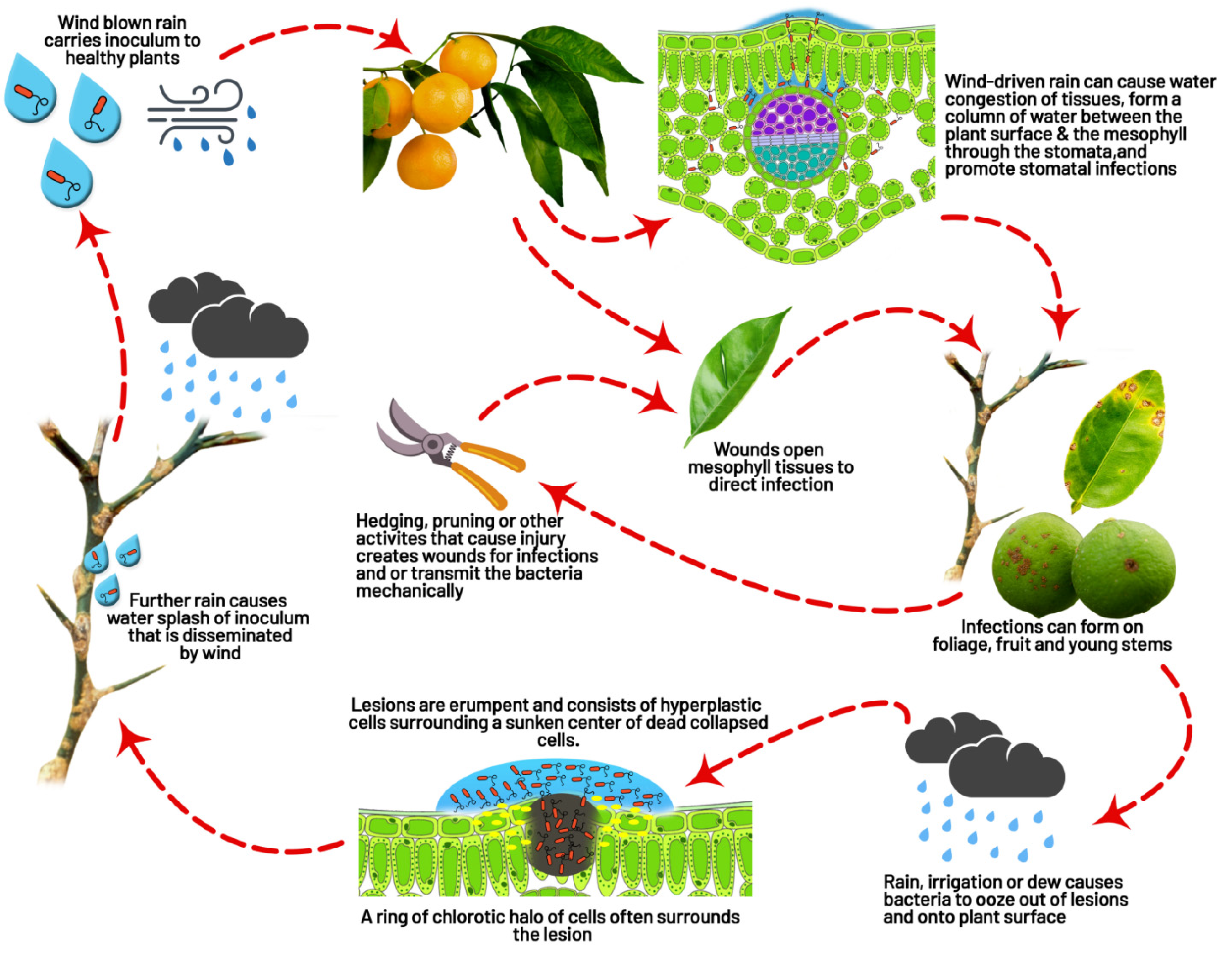 Agronomy 12 01075 g004 550