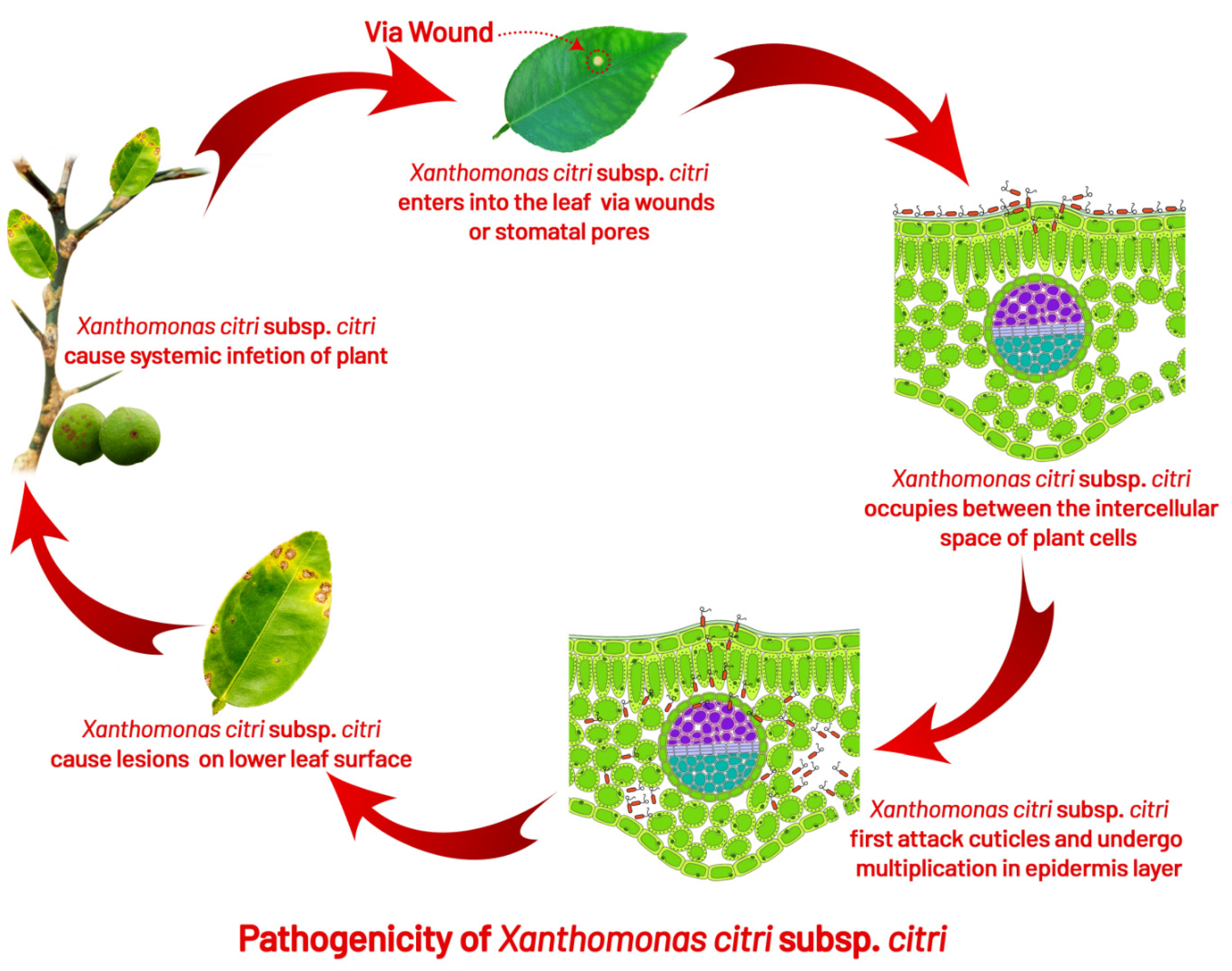 Agronomy 12 01075 g005 550