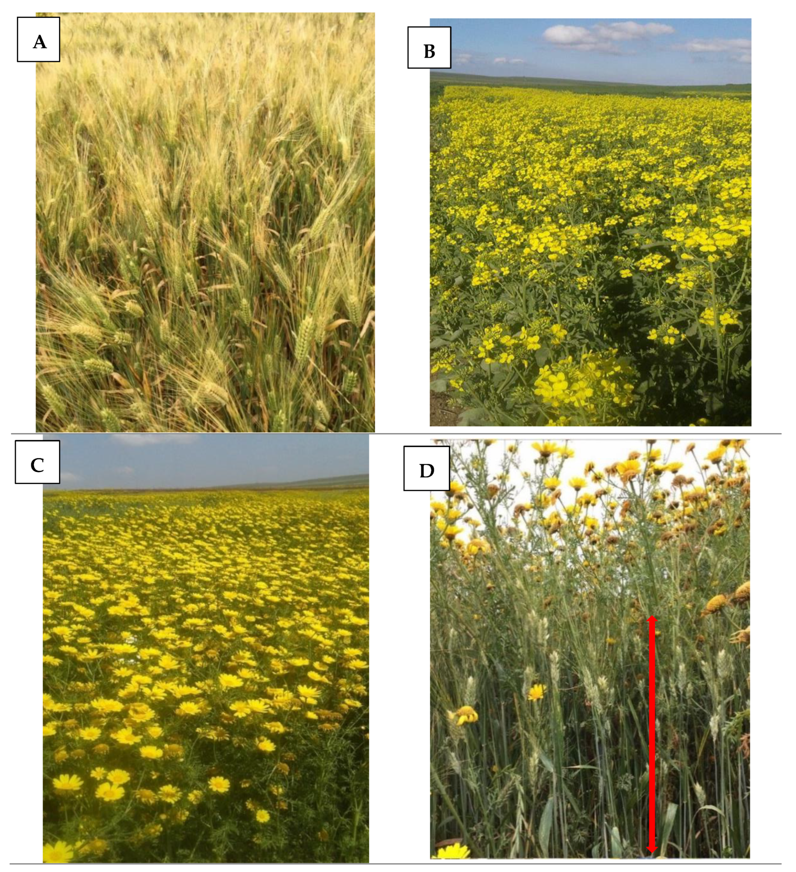 Agronomy 12 01083 g007 Agronomy 12 01083 g007