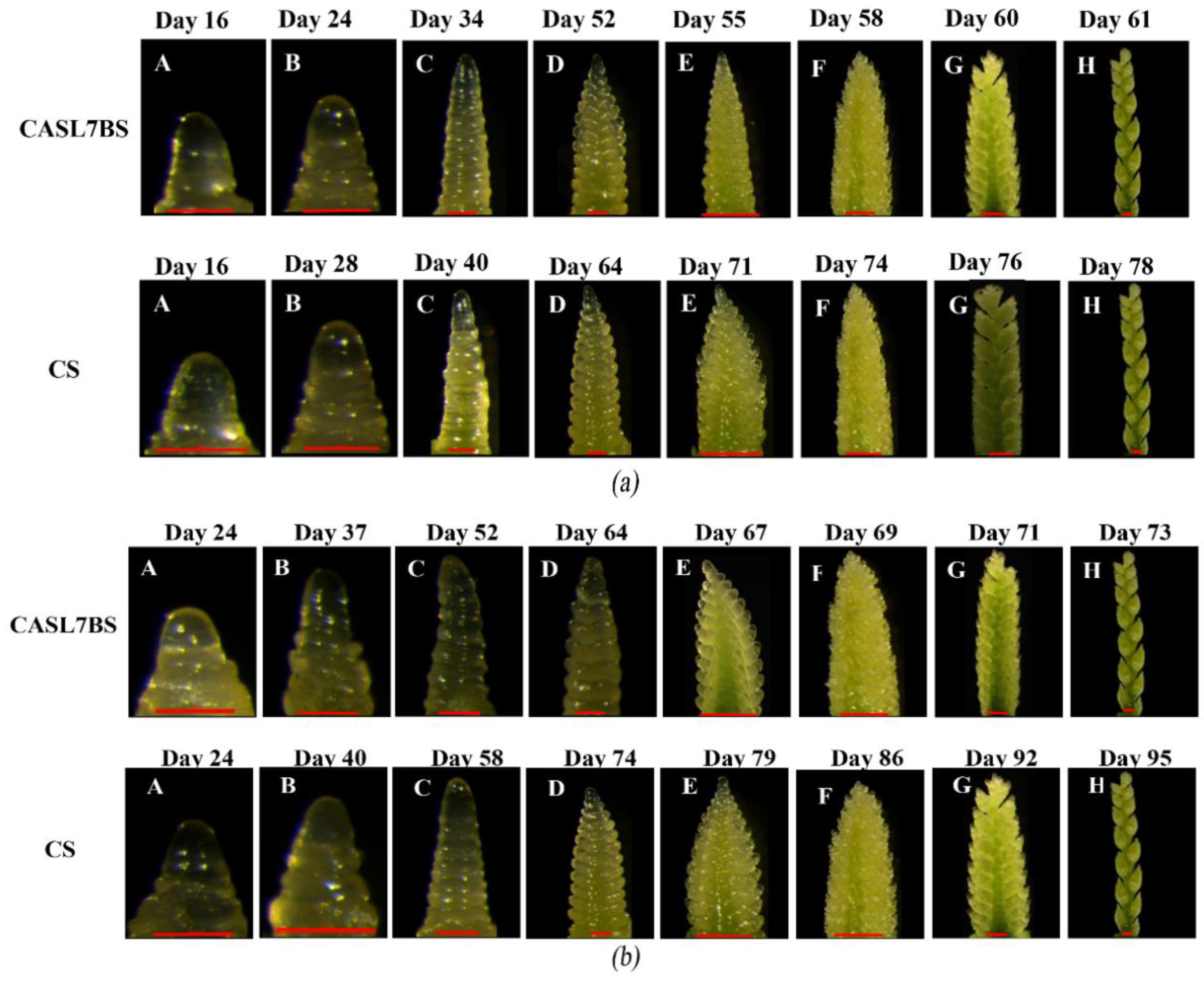 Agronomy 12 01089 g006