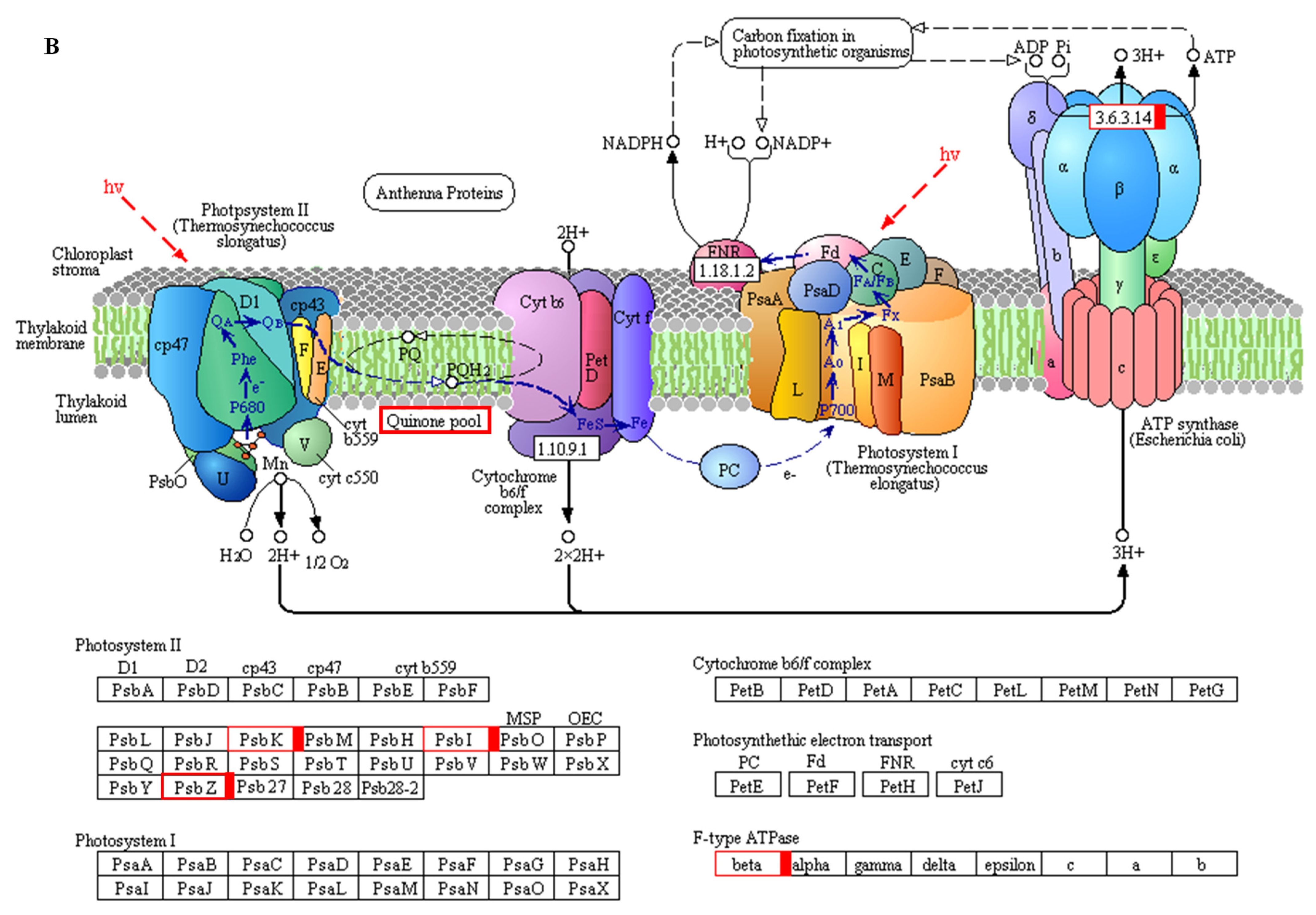 Agronomy 12 01094 g007b