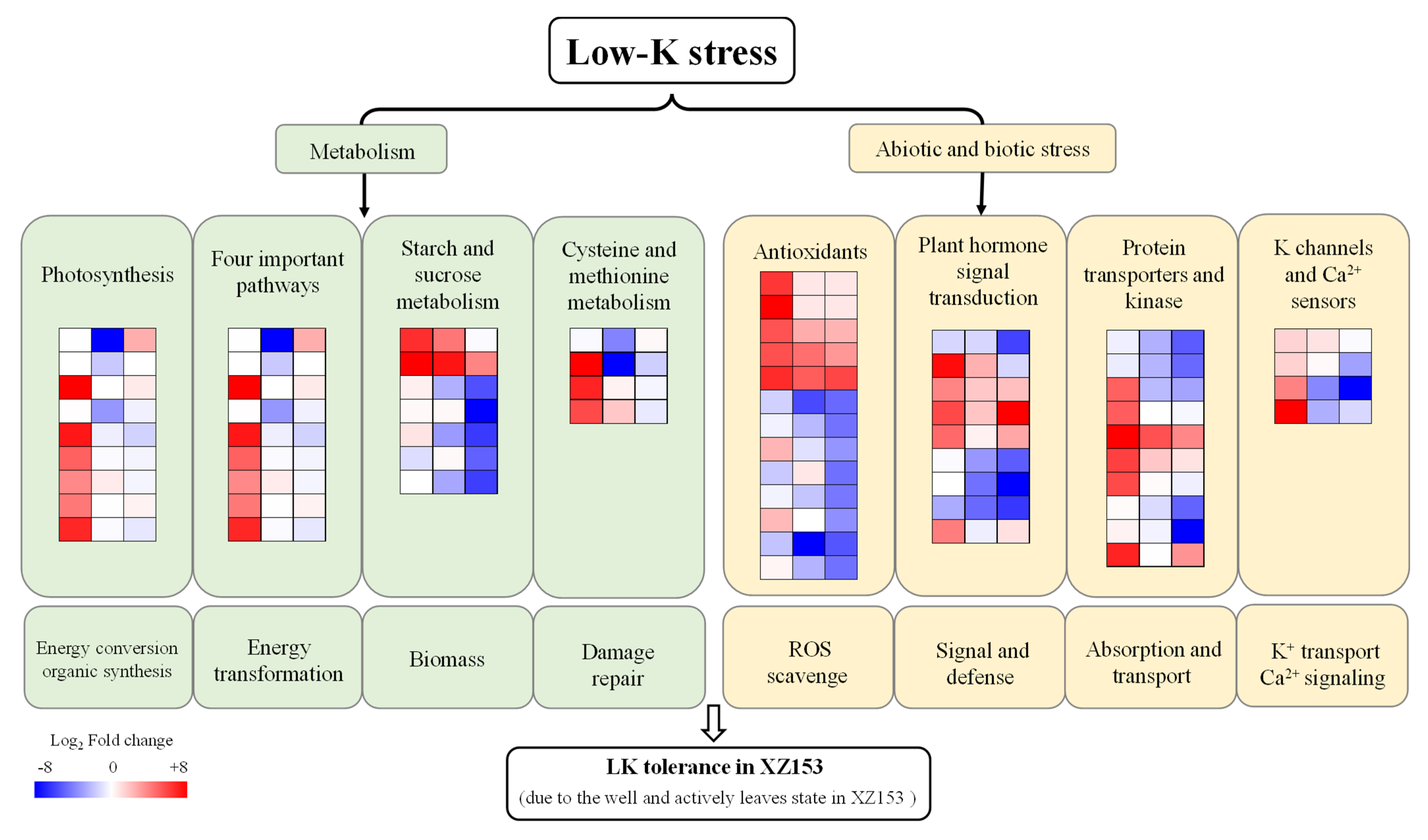 Agronomy 12 01094 g008
