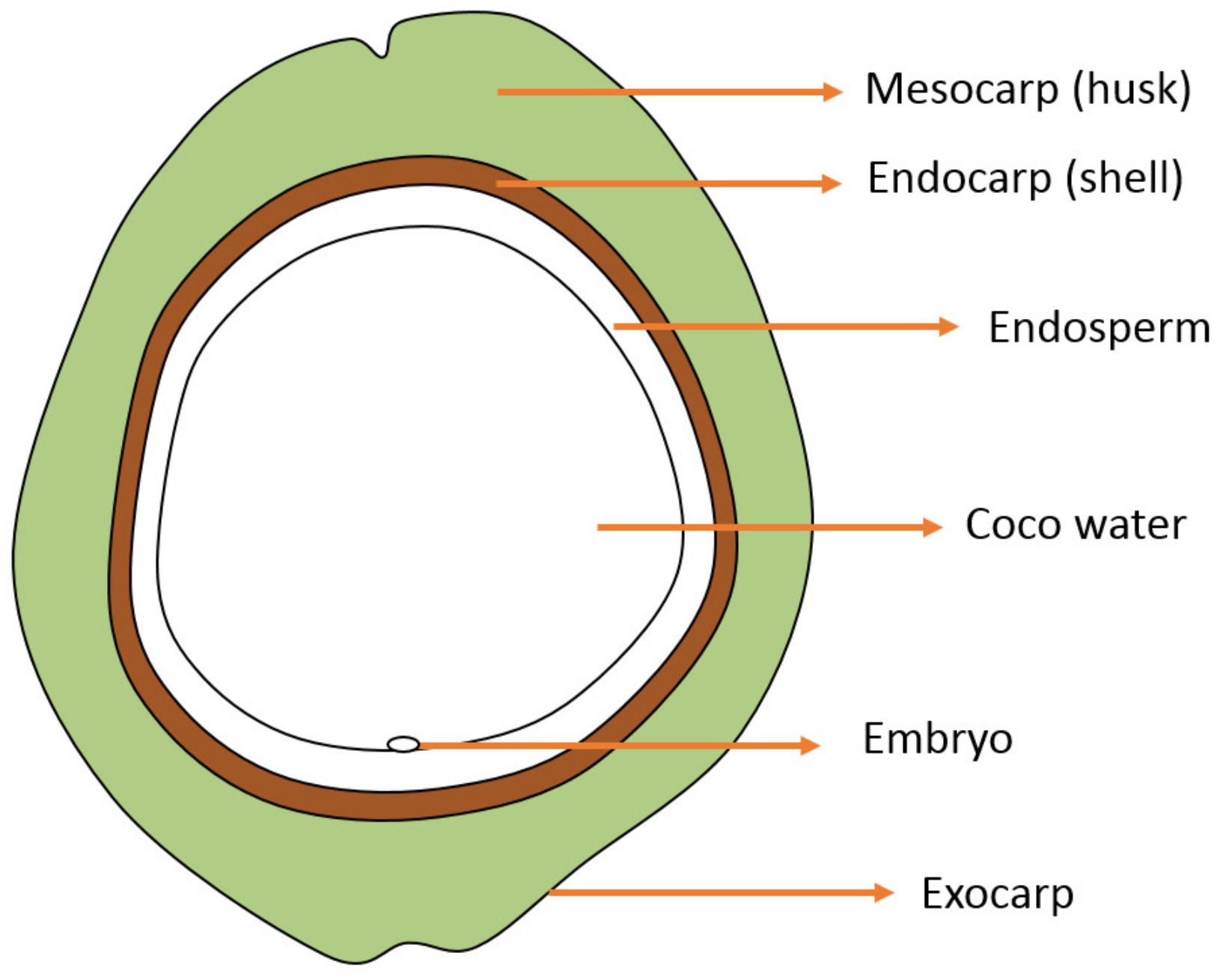 Agronomy Free Full Text Antioxidant Activity Of Aqueous And Ethanolic Extracts Of Coconut Cocos Nucifera Fruit By Products Html Agronomy Free Full Text Antioxidant Activity Of Aqueous And Ethanolic Extracts Of Coconut Cocos Nucifera Fruit By Products Html