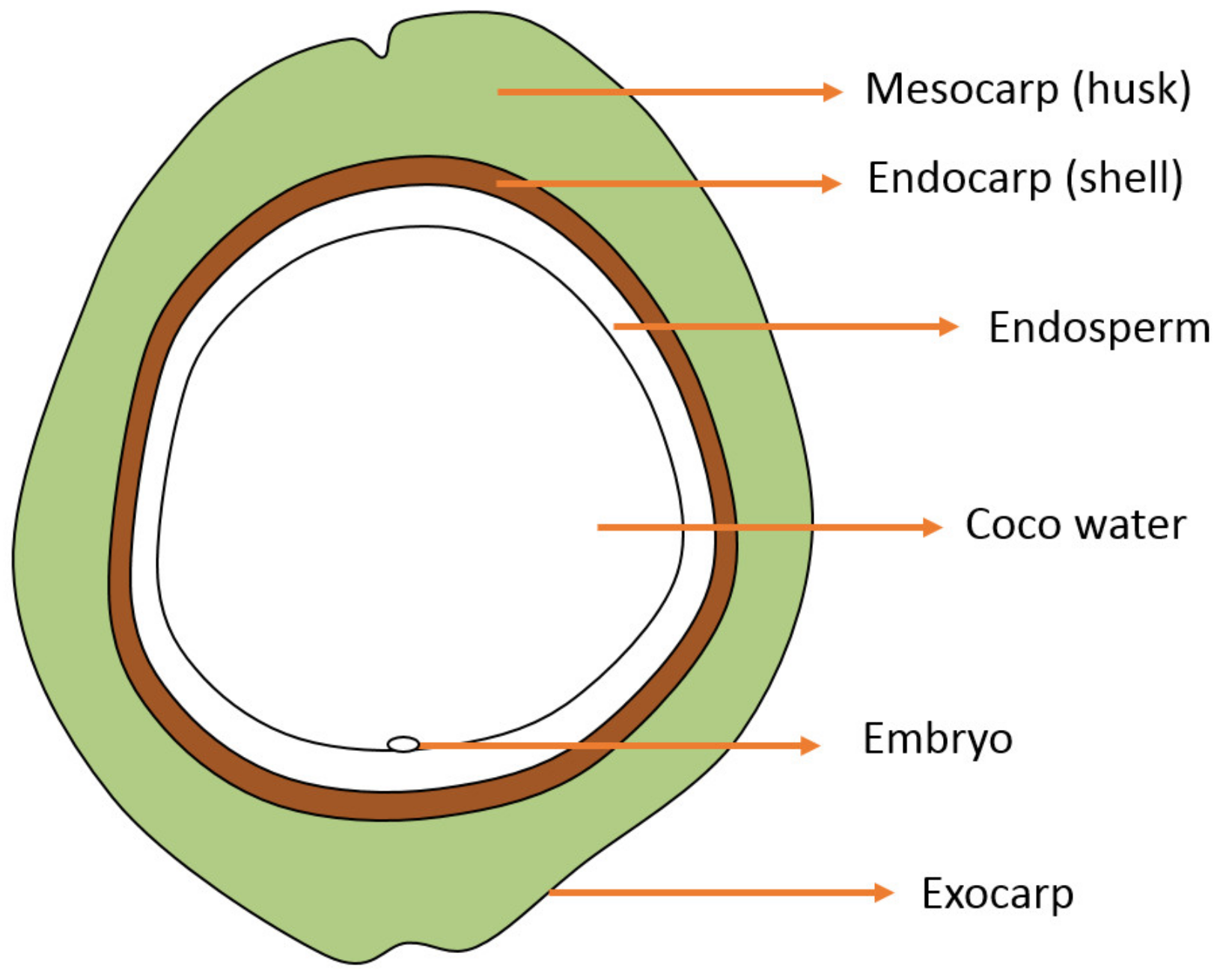 Agronomy Free Full Text Antioxidant Activity Of Aqueous And Ethanolic Extracts Of Coconut Cocos Nucifera Fruit By Products Html