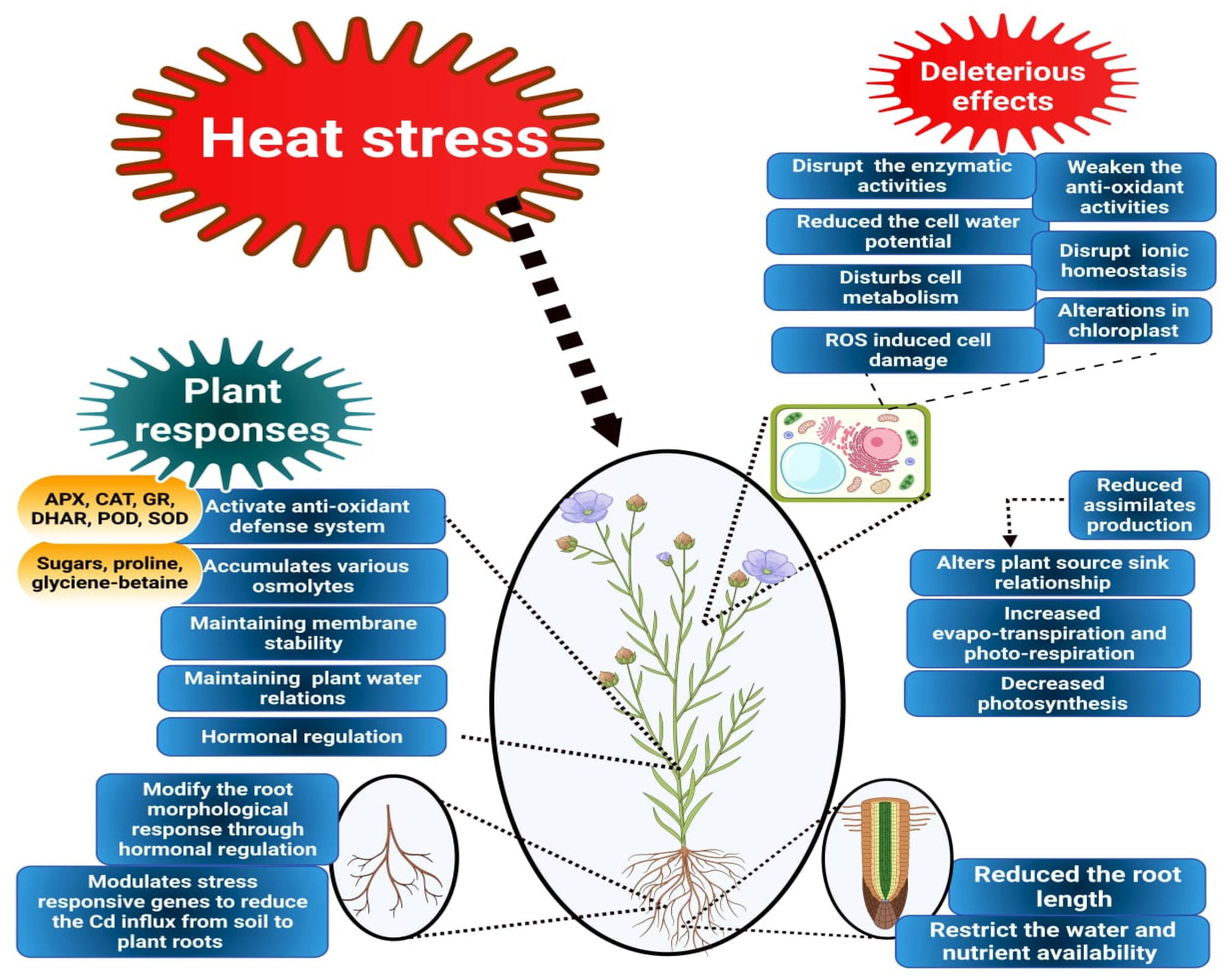 Agronomy 12 01116 g001