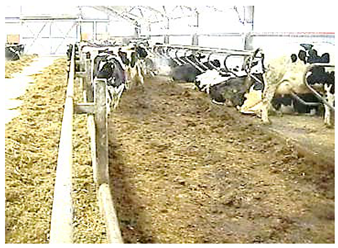 Agronomy 12 01131 i001