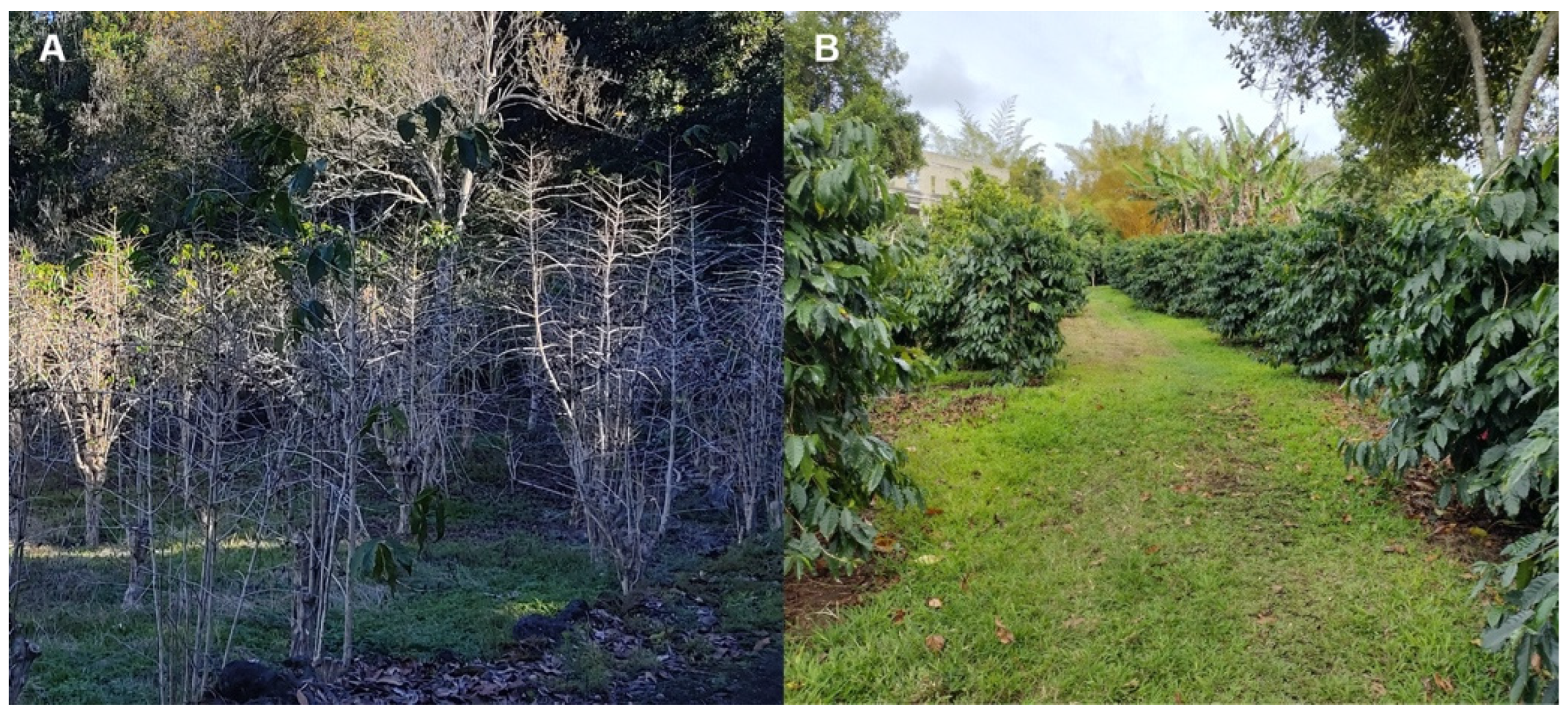 Agronomy 12 01134 g007 550