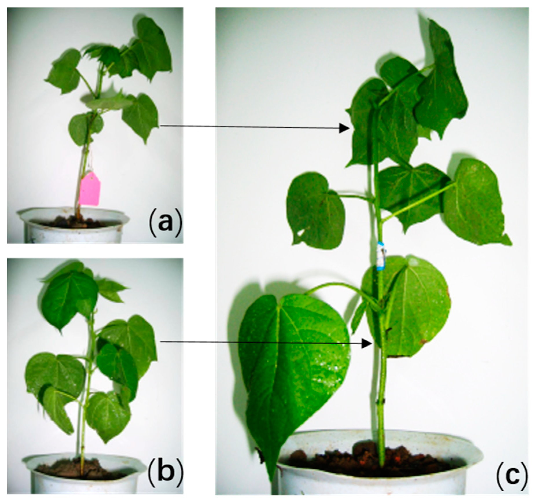 Agronomy 12 01152 g001
