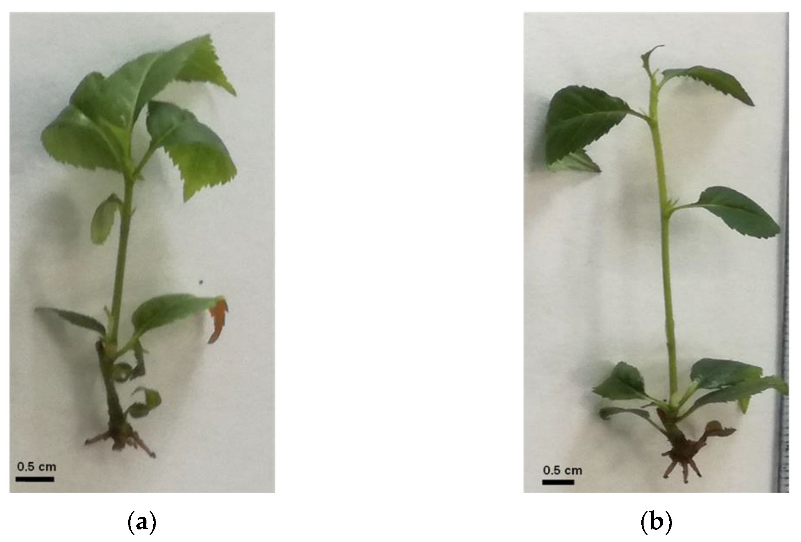Agronomy 12 01154 g001