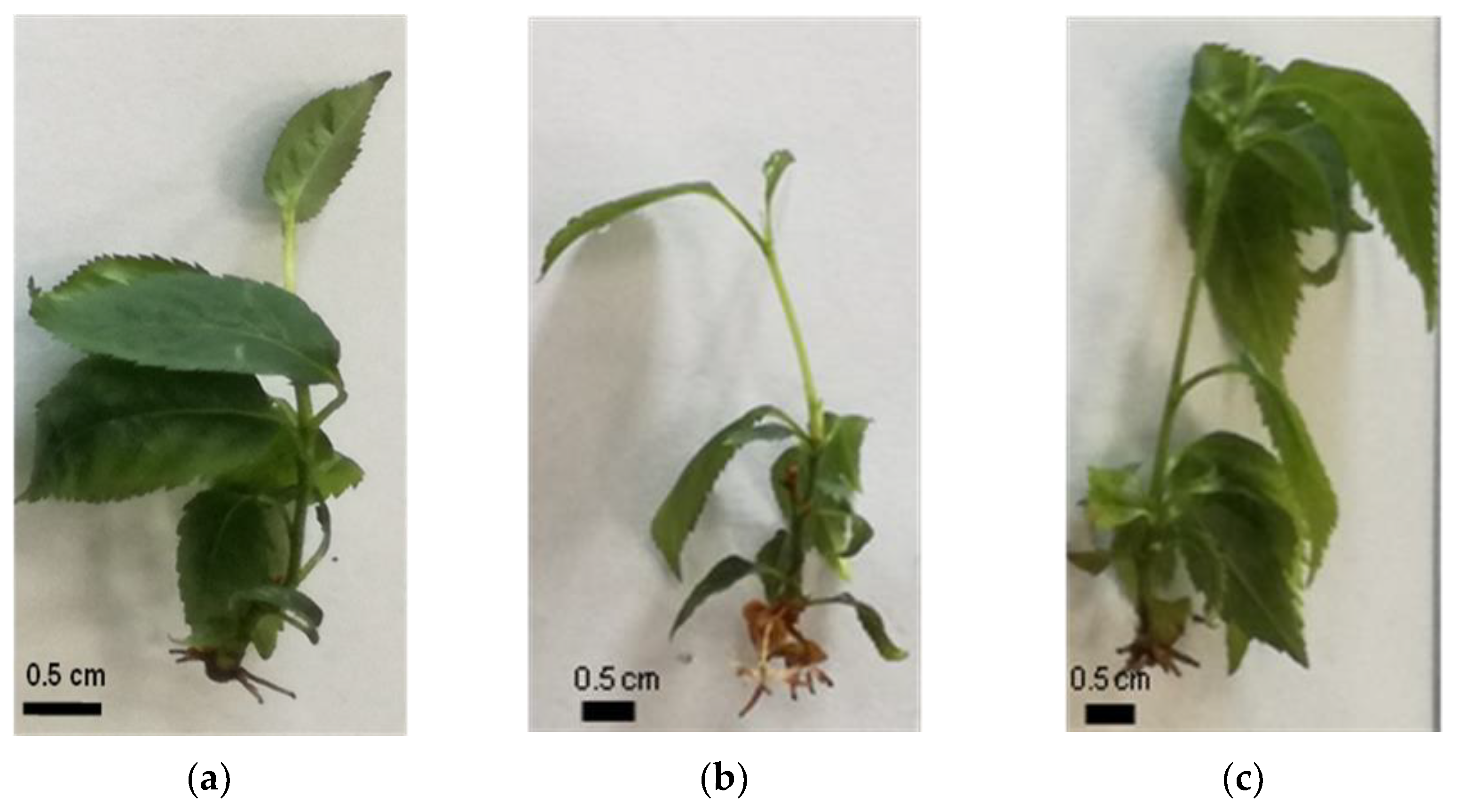 Agronomy 12 01154 g002