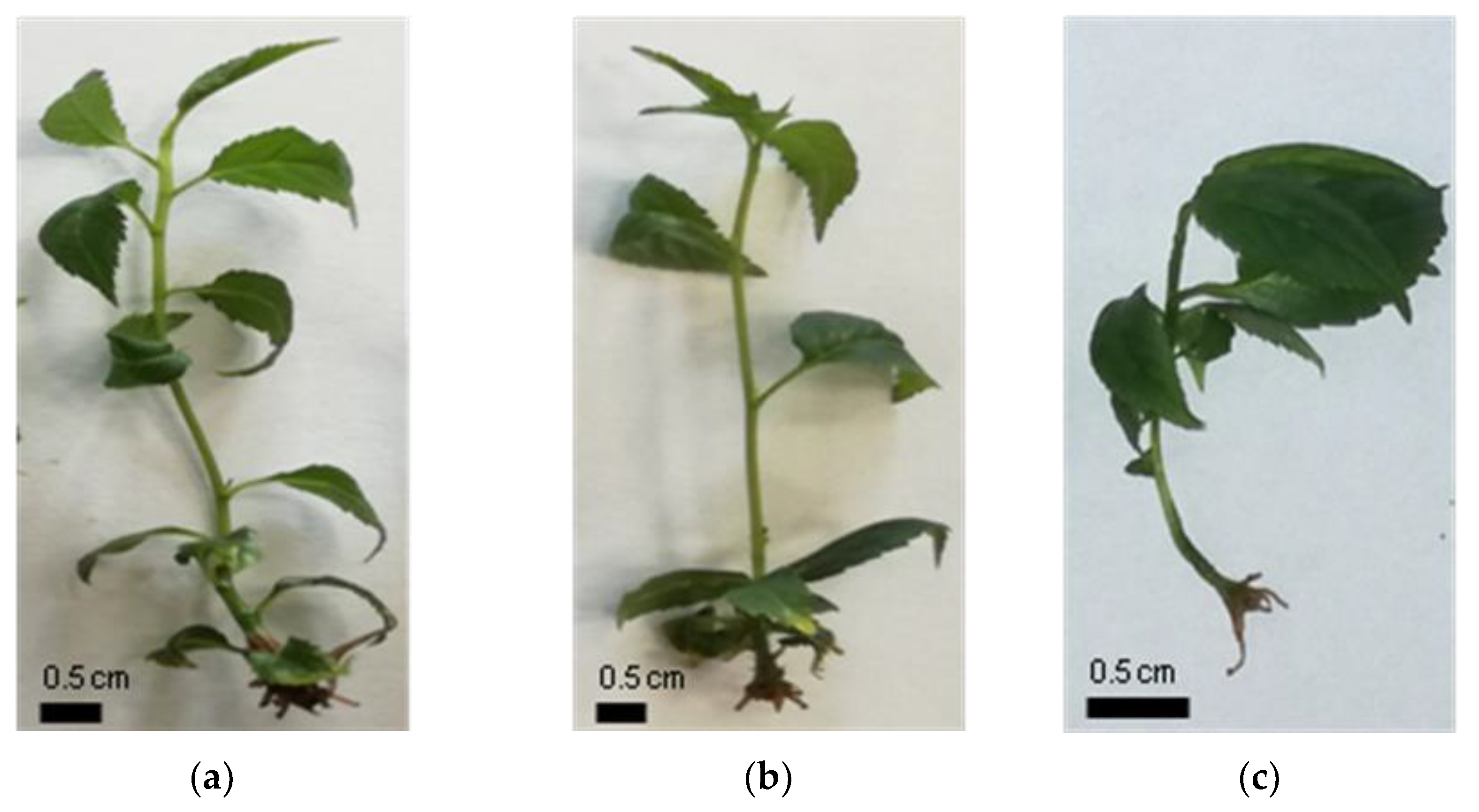 Agronomy 12 01154 g003