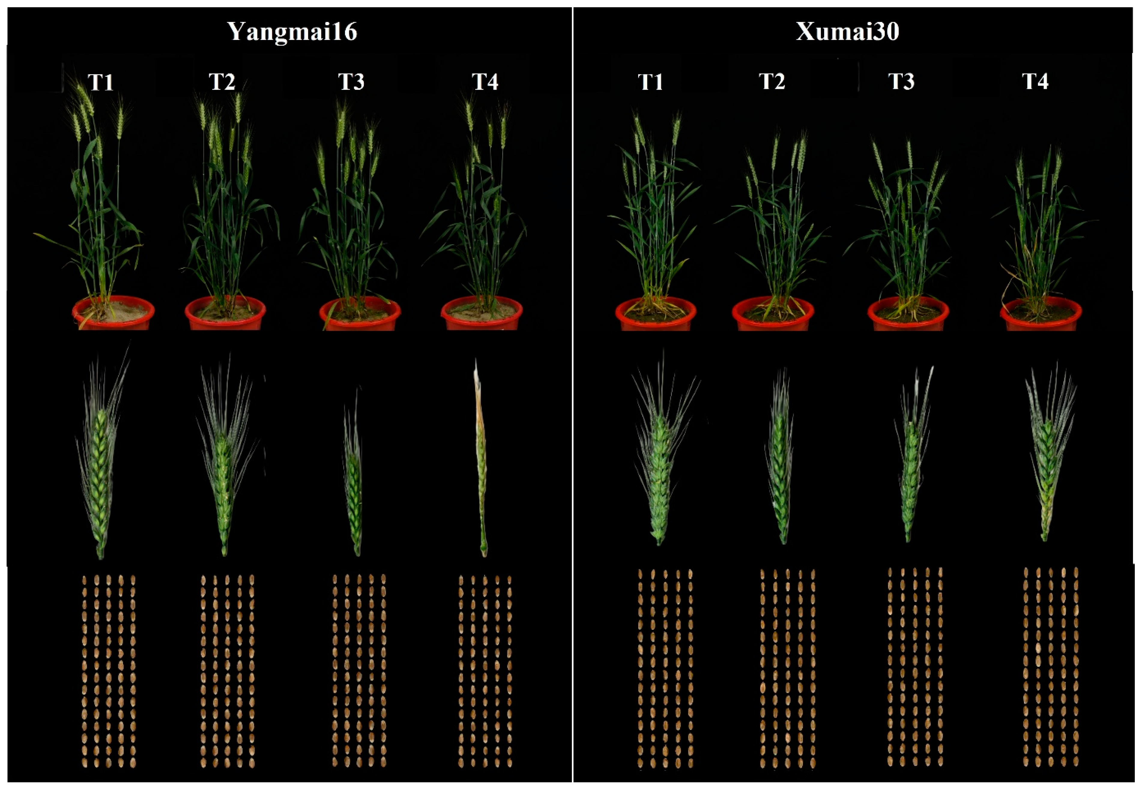 Agronomy 12 01171 g001 550