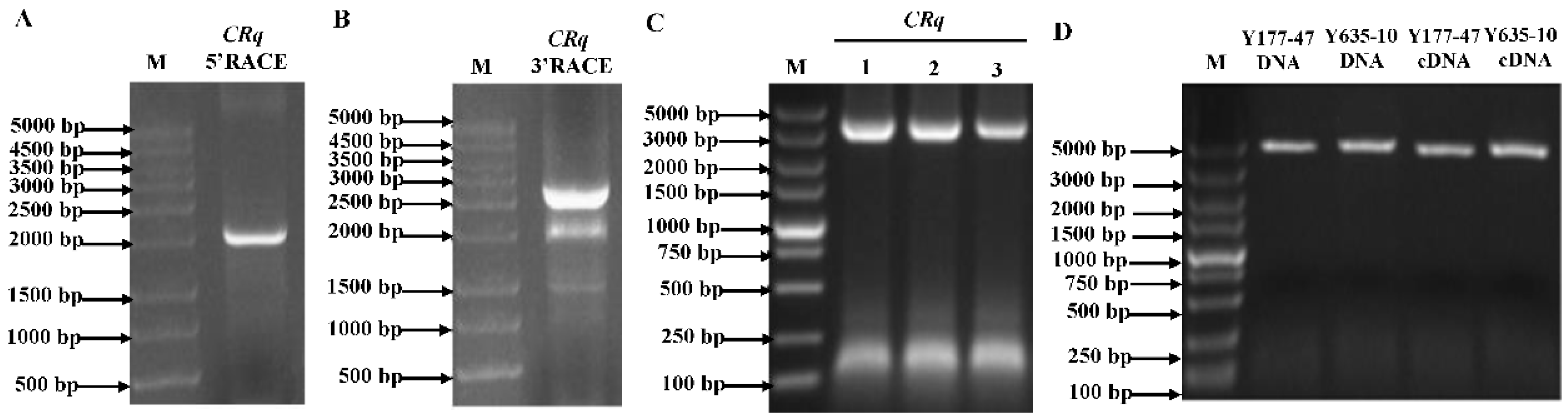 Agronomy 12 01172 g004