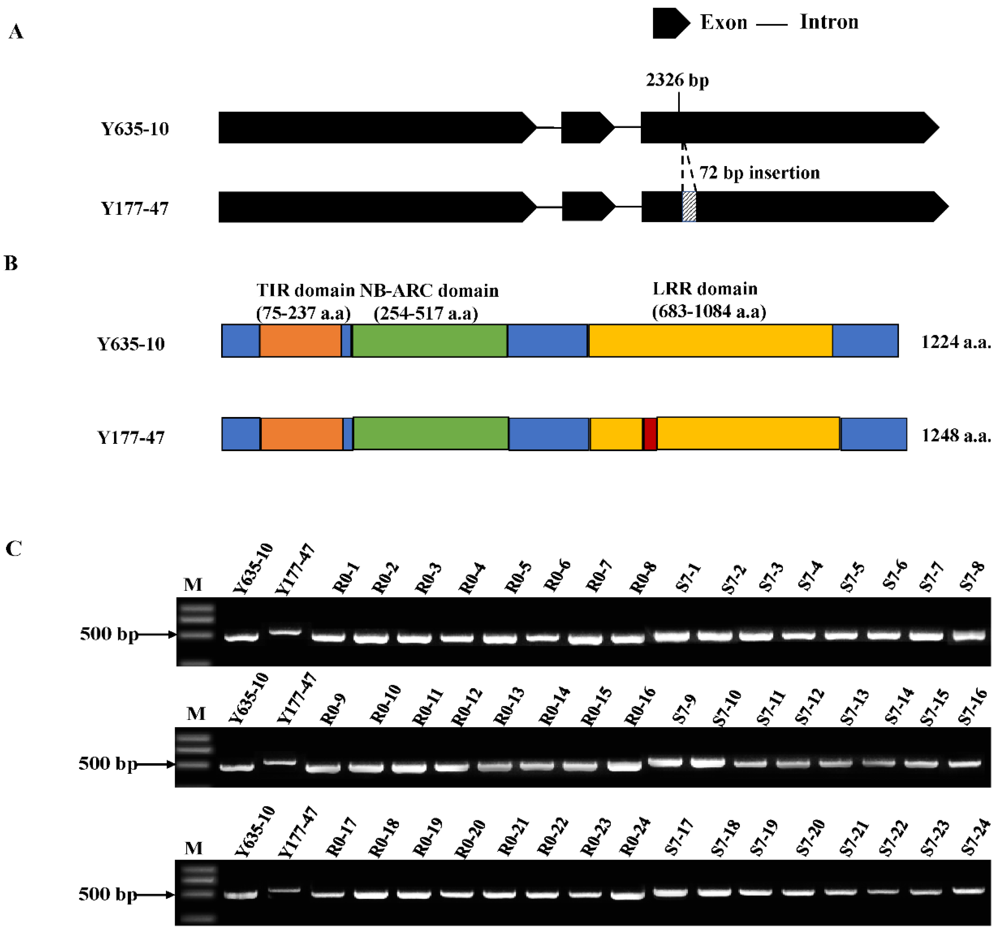 Agronomy 12 01172 g005