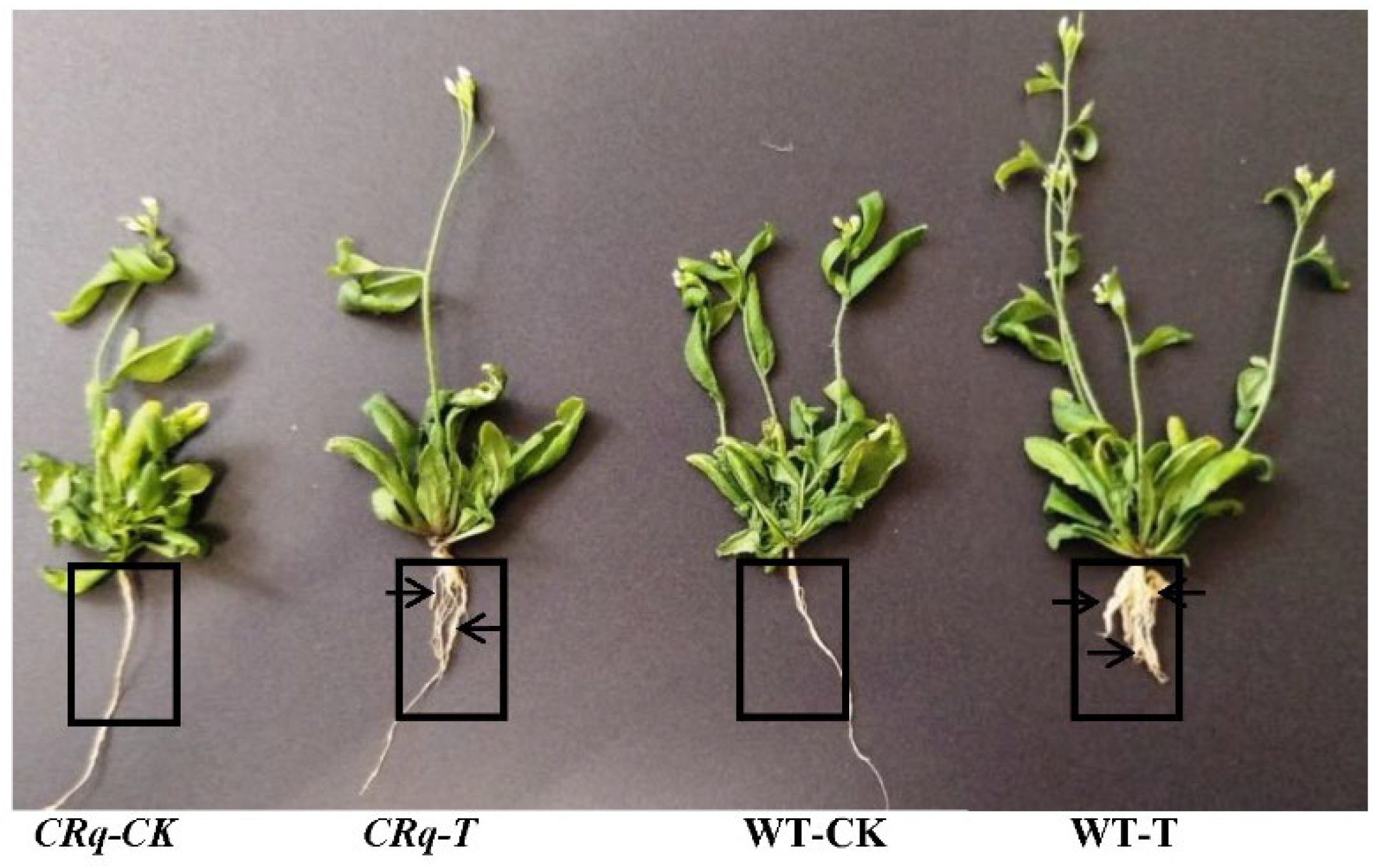 Agronomy 12 01172 g006